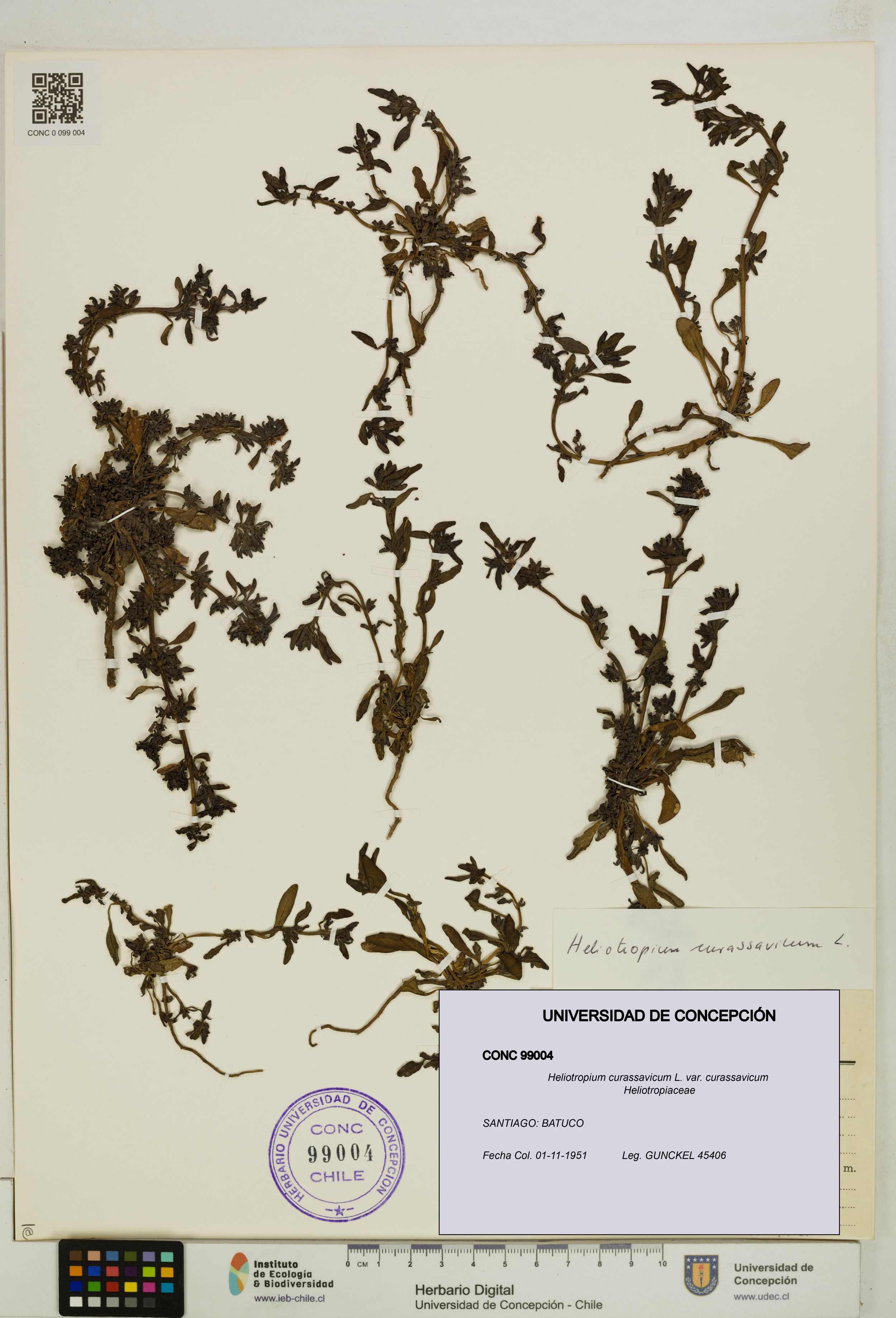Heliotropium curassavicum var. curassavicum [Espécimen: ]