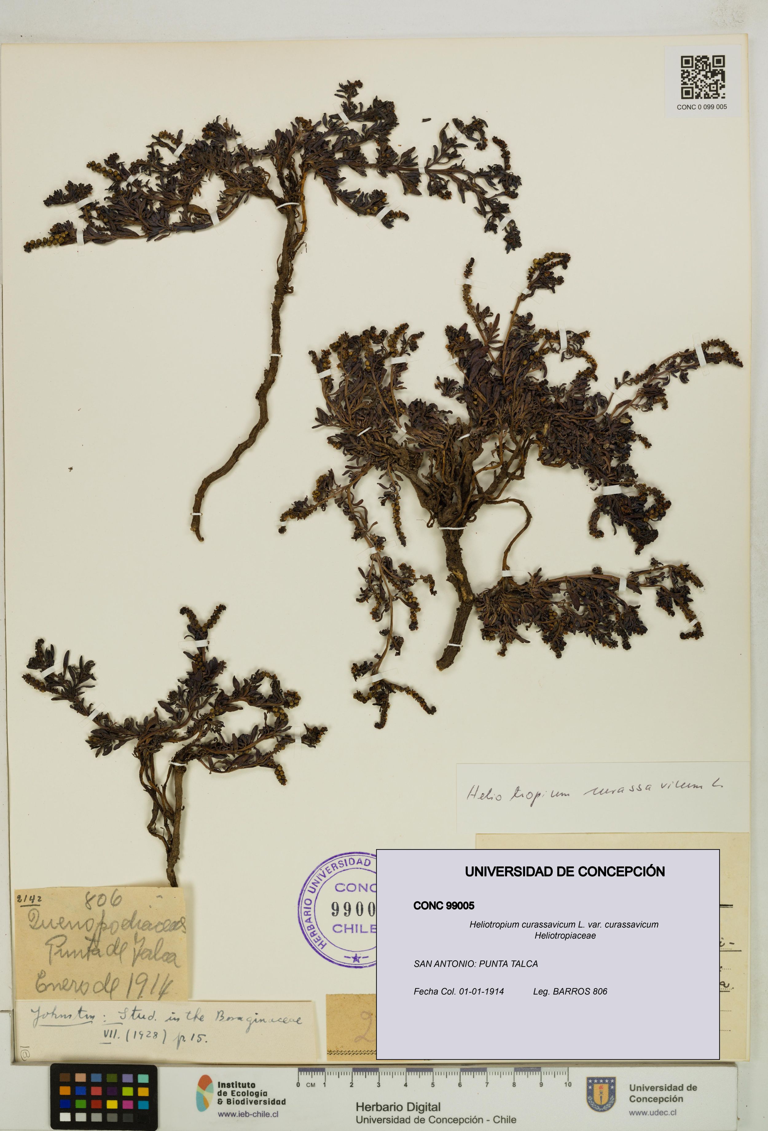 Heliotropium curassavicum var. curassavicum [Espécimen: ]