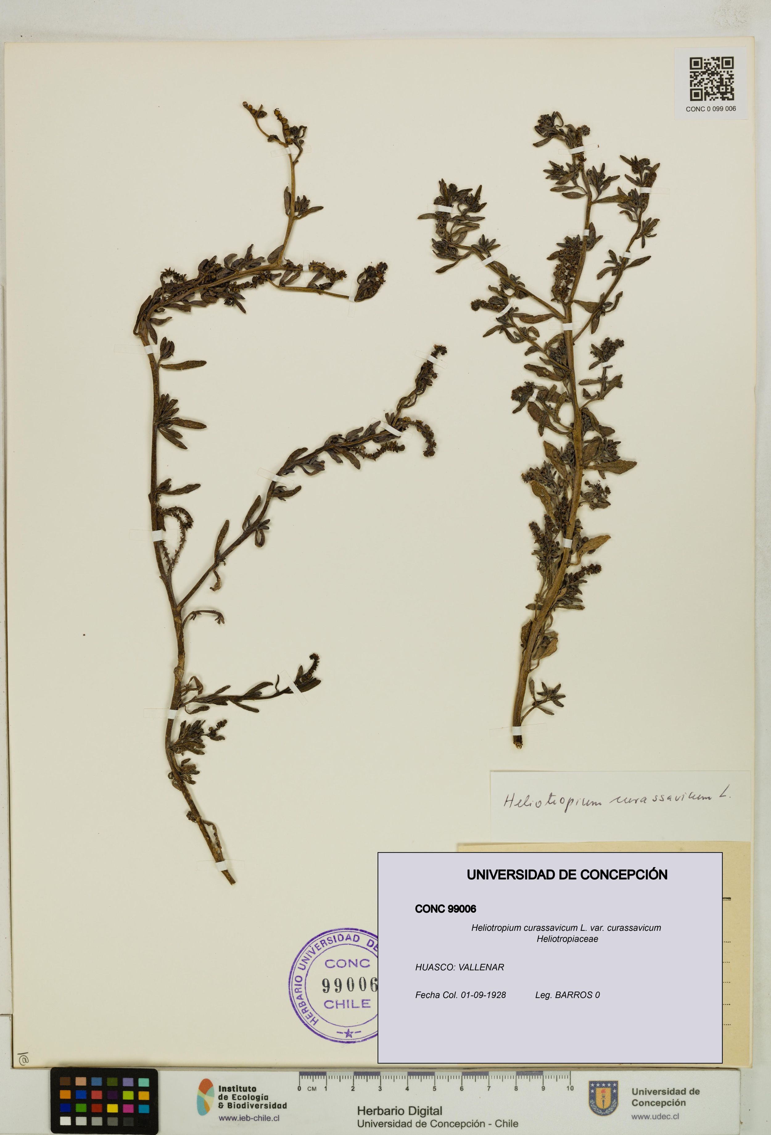 Heliotropium curassavicum var. curassavicum [Espécimen: ]