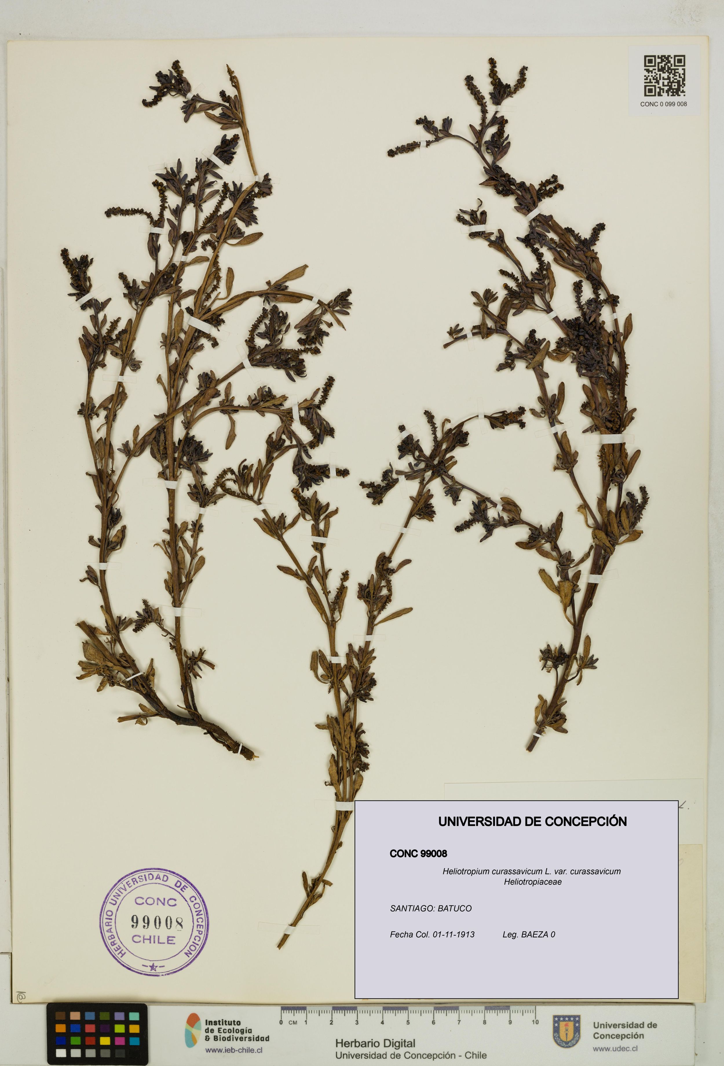 Heliotropium curassavicum var. curassavicum [Espécimen: ]