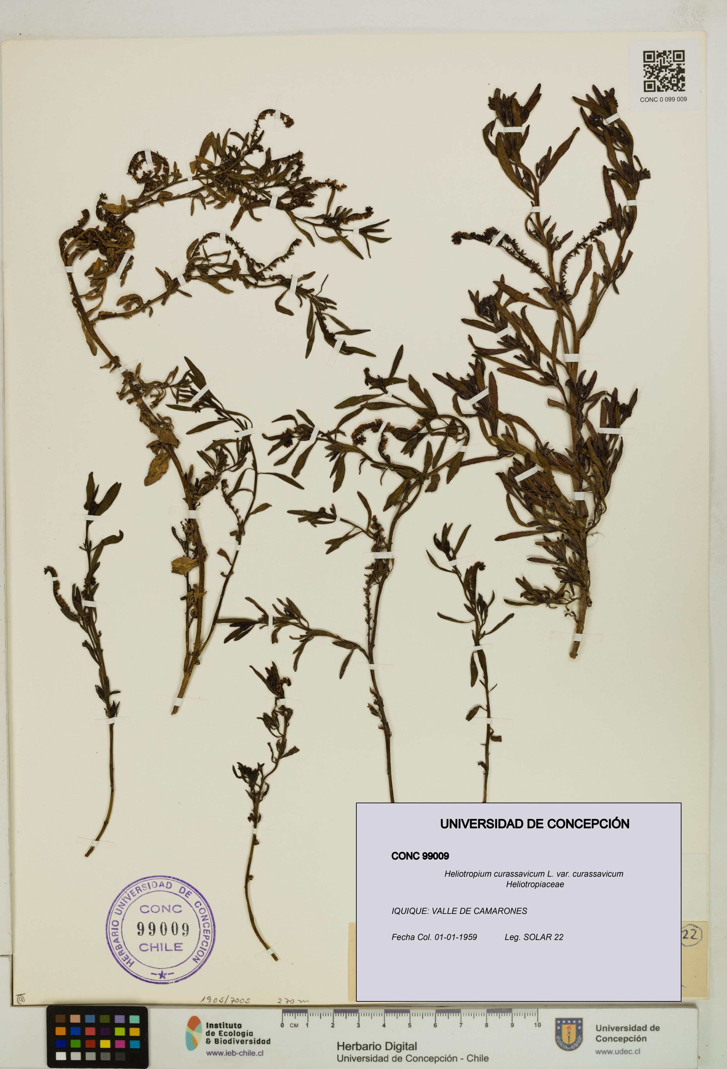Heliotropium curassavicum var. curassavicum [Espécimen: ]