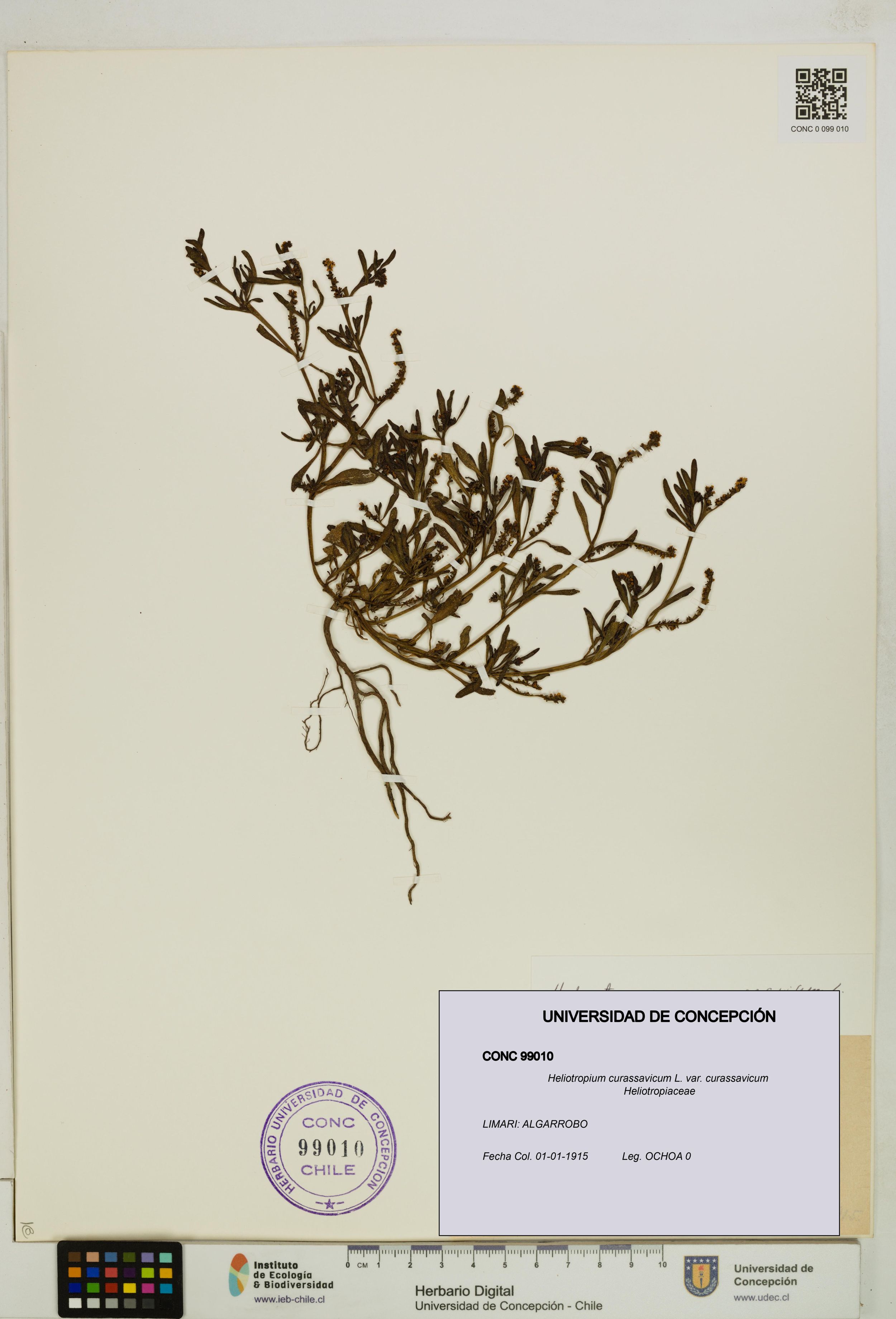 Heliotropium curassavicum var. curassavicum [Espécimen: ]