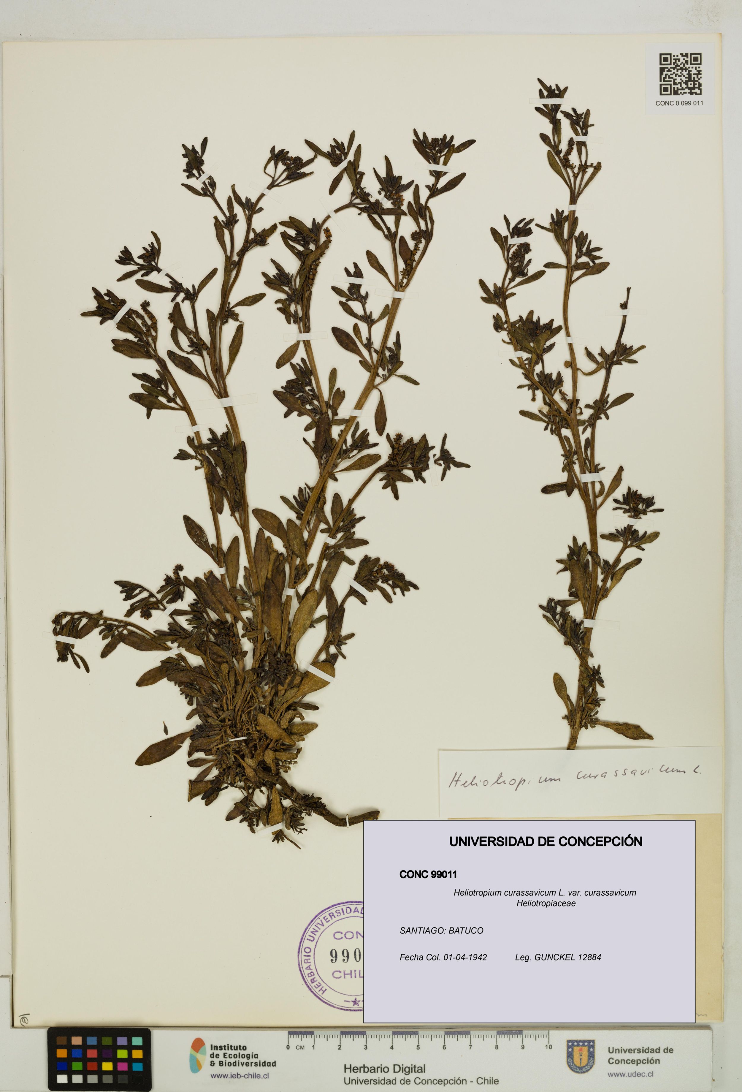 Heliotropium curassavicum var. curassavicum [Espécimen: ]