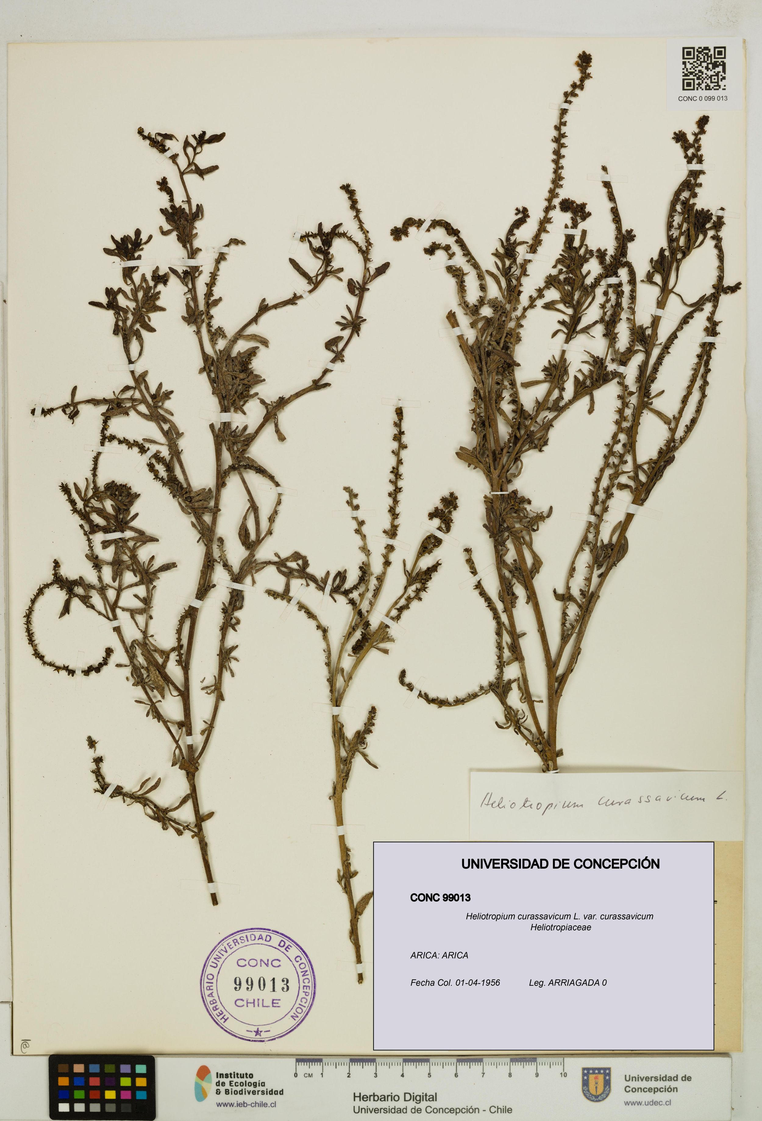 Heliotropium curassavicum var. curassavicum [Espécimen: ]