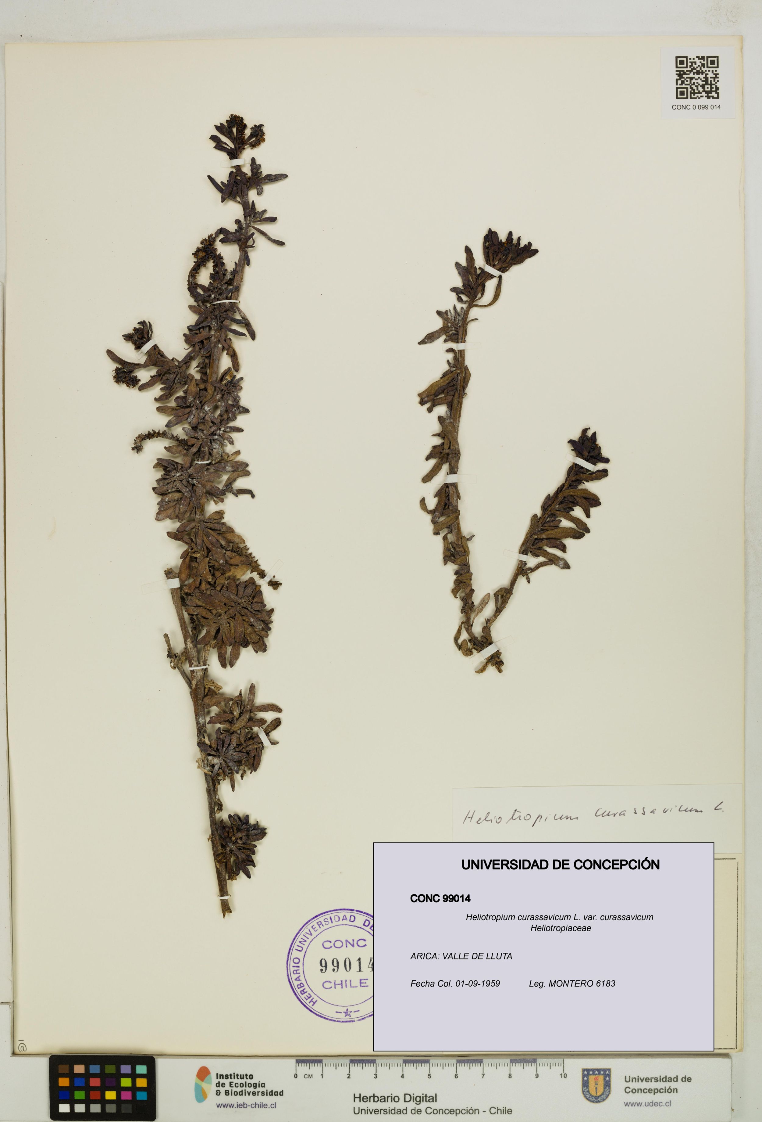 Heliotropium curassavicum var. curassavicum [Espécimen: ]