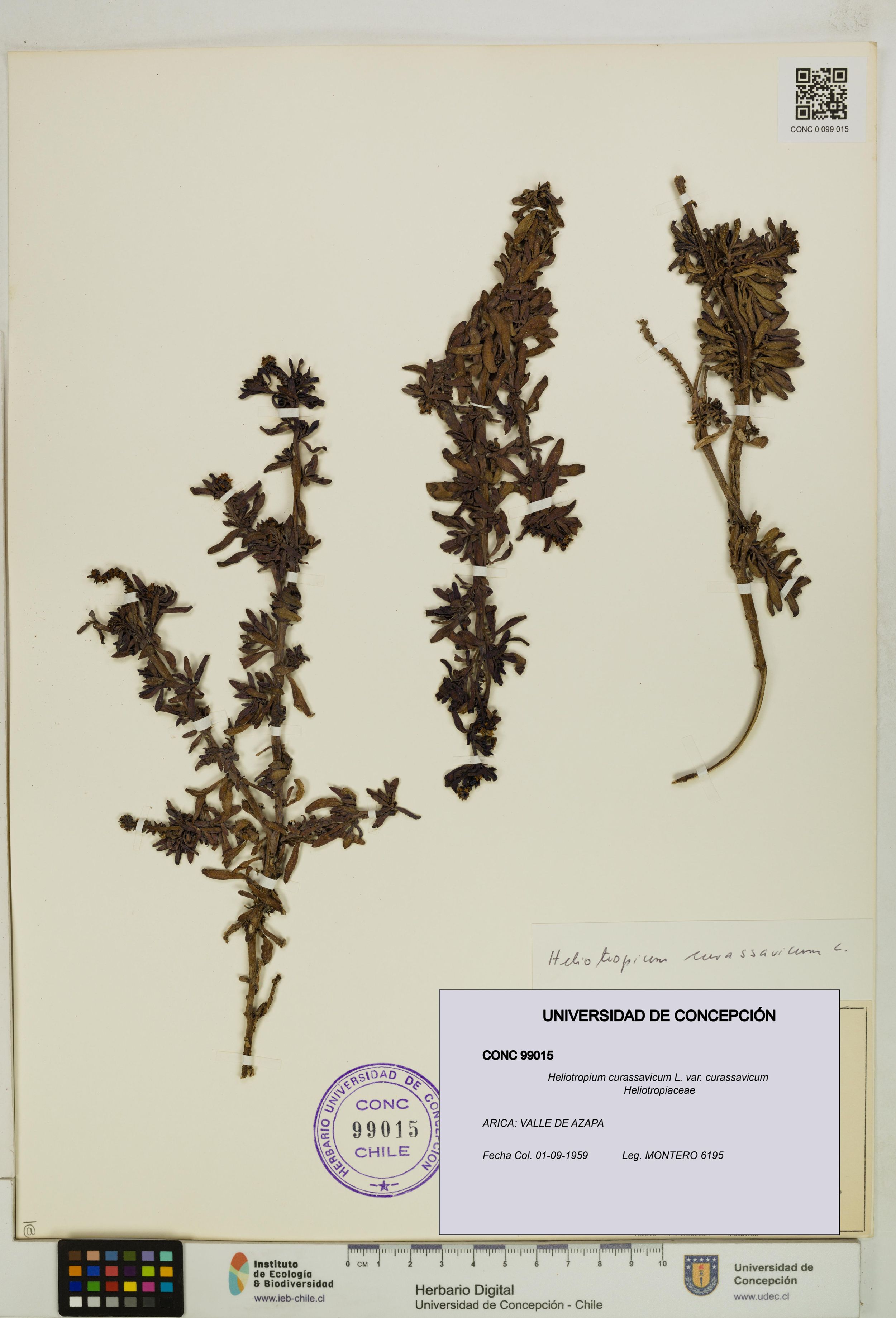 Heliotropium curassavicum var. curassavicum [Espécimen: ]