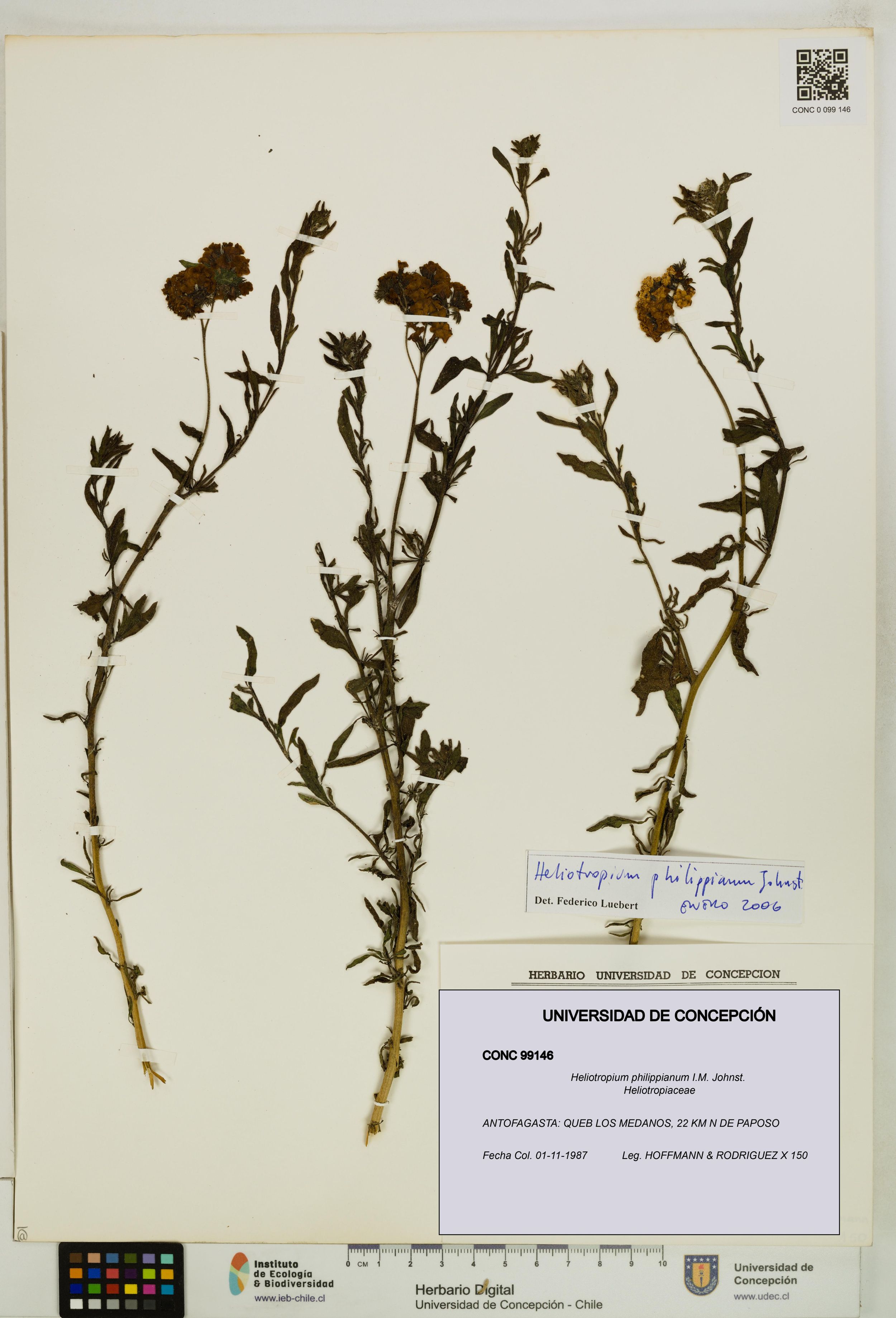 Heliotropium philippianum [Espécimen: ]