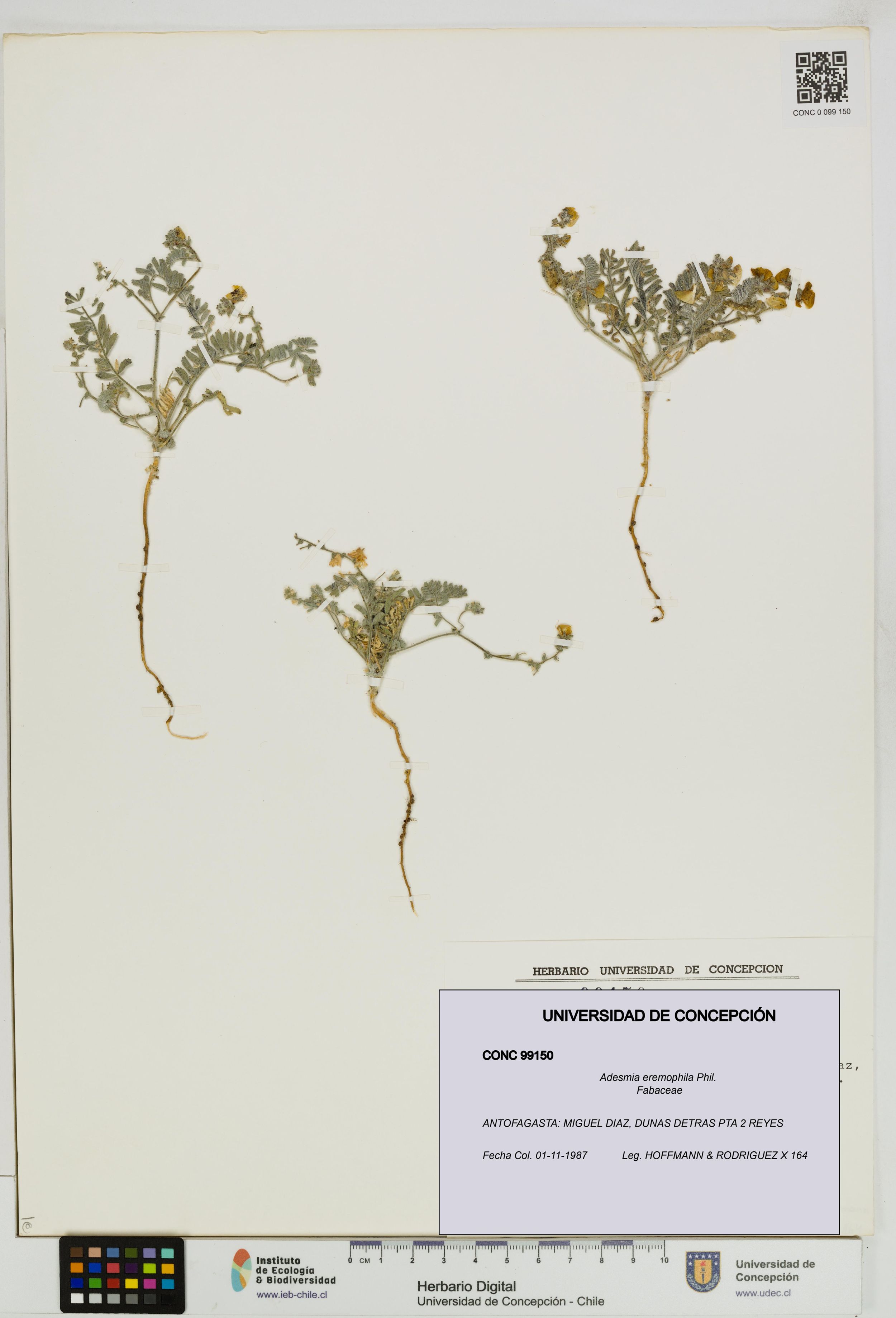 Adesmia eremophila [Espécimen: ]