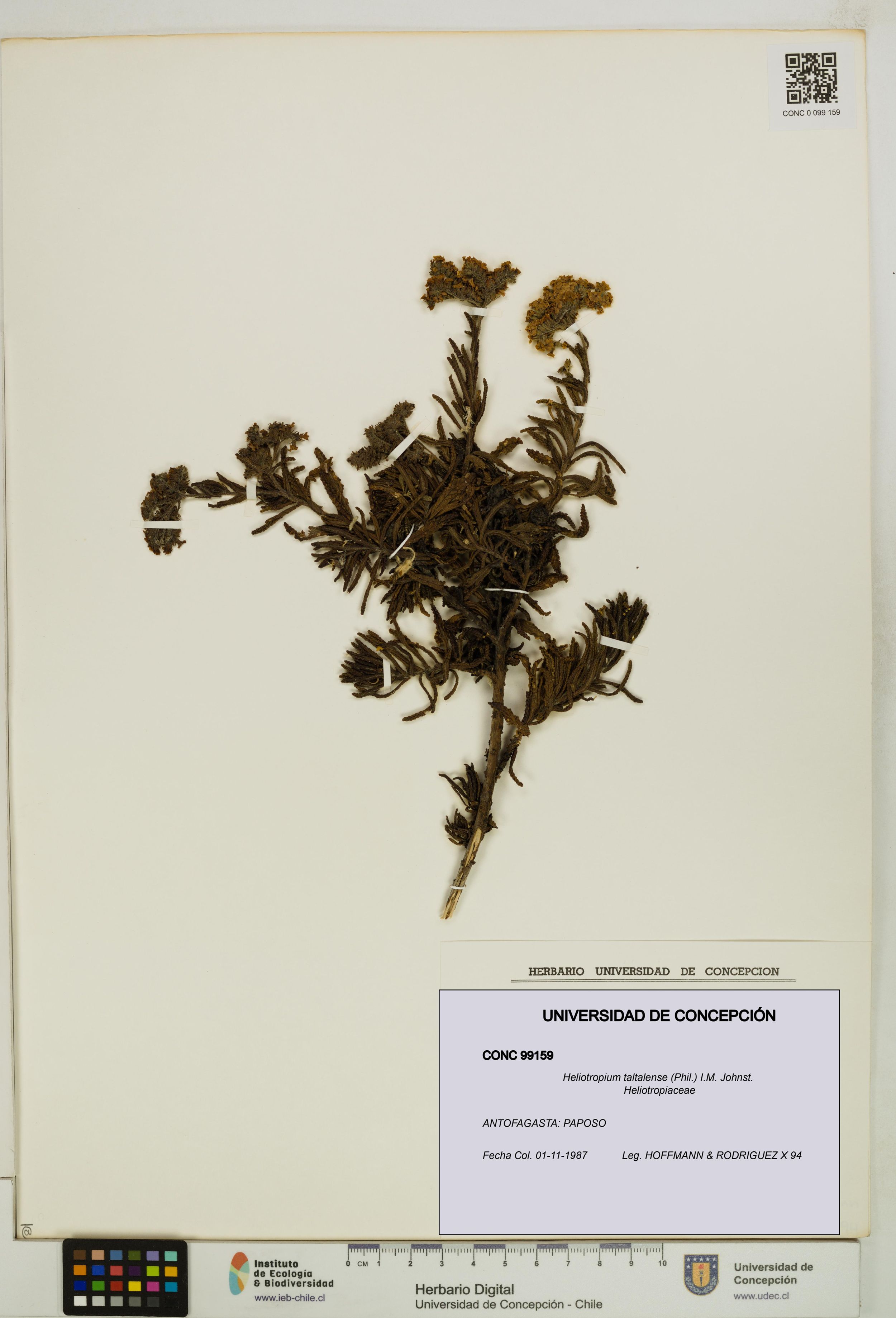 Heliotropium taltalense [Espécimen: ]