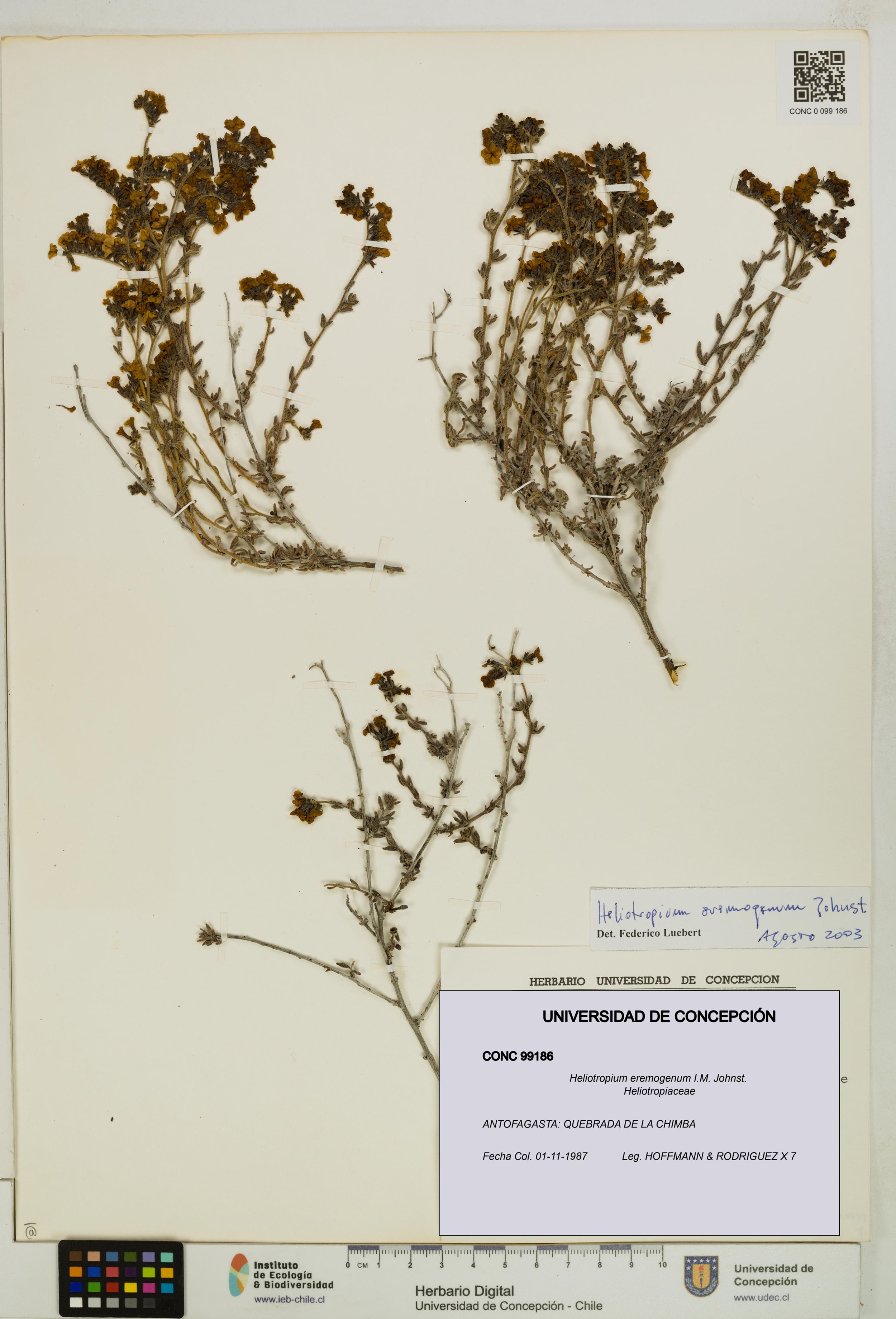 Heliotropium eremogenum [Espécimen: ]