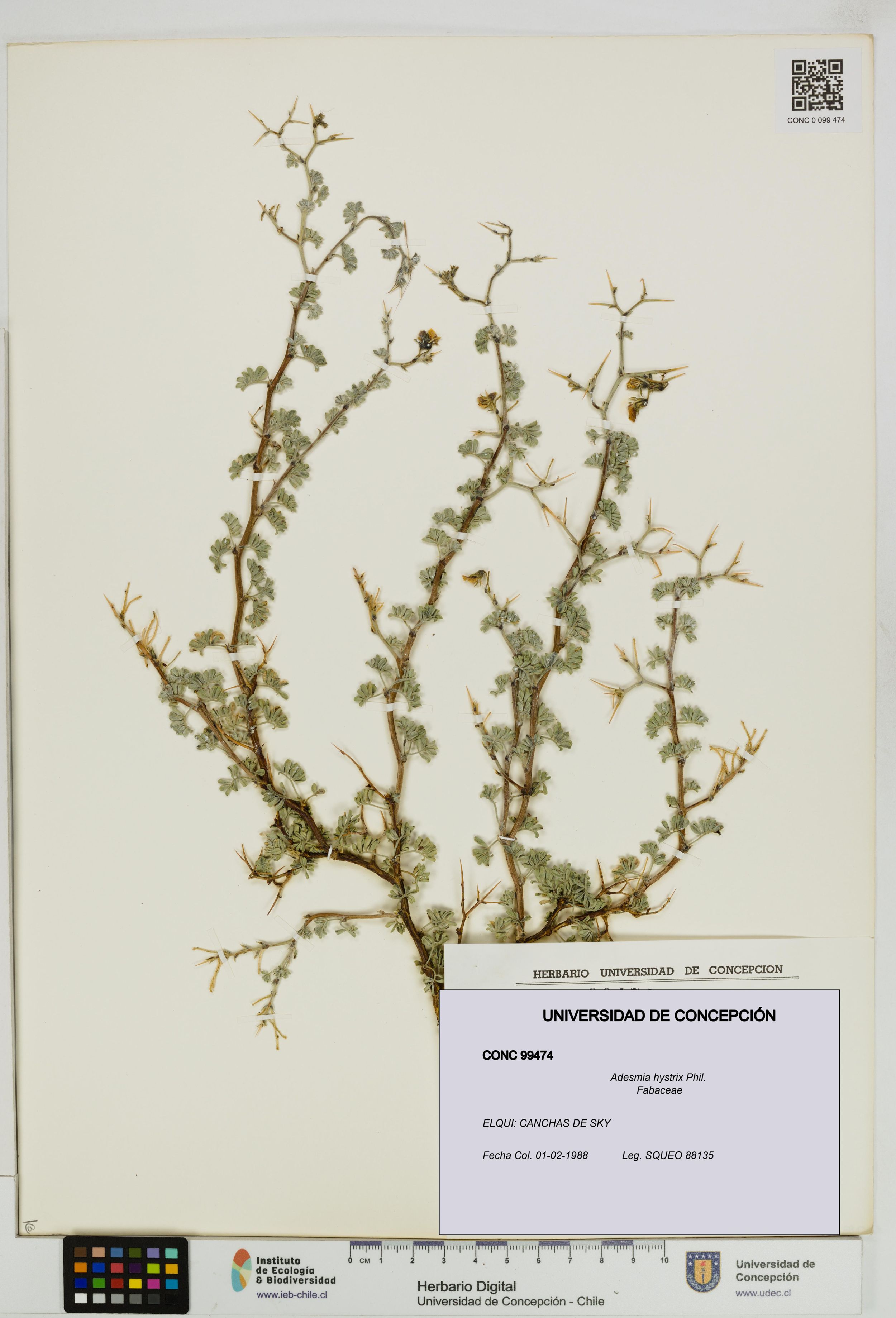 Adesmia hystrix [Espécimen: ]