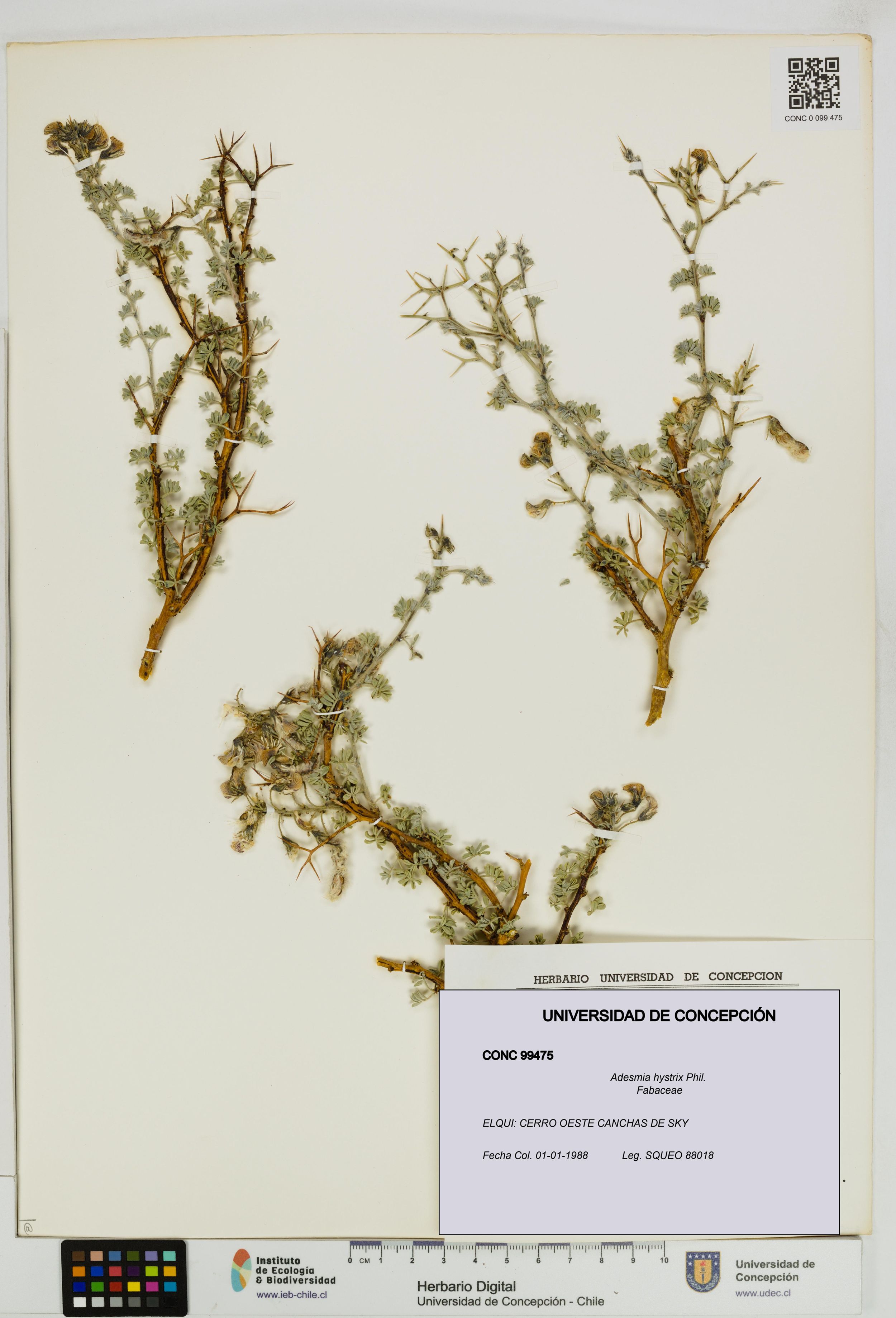 Adesmia hystrix [Espécimen: ]