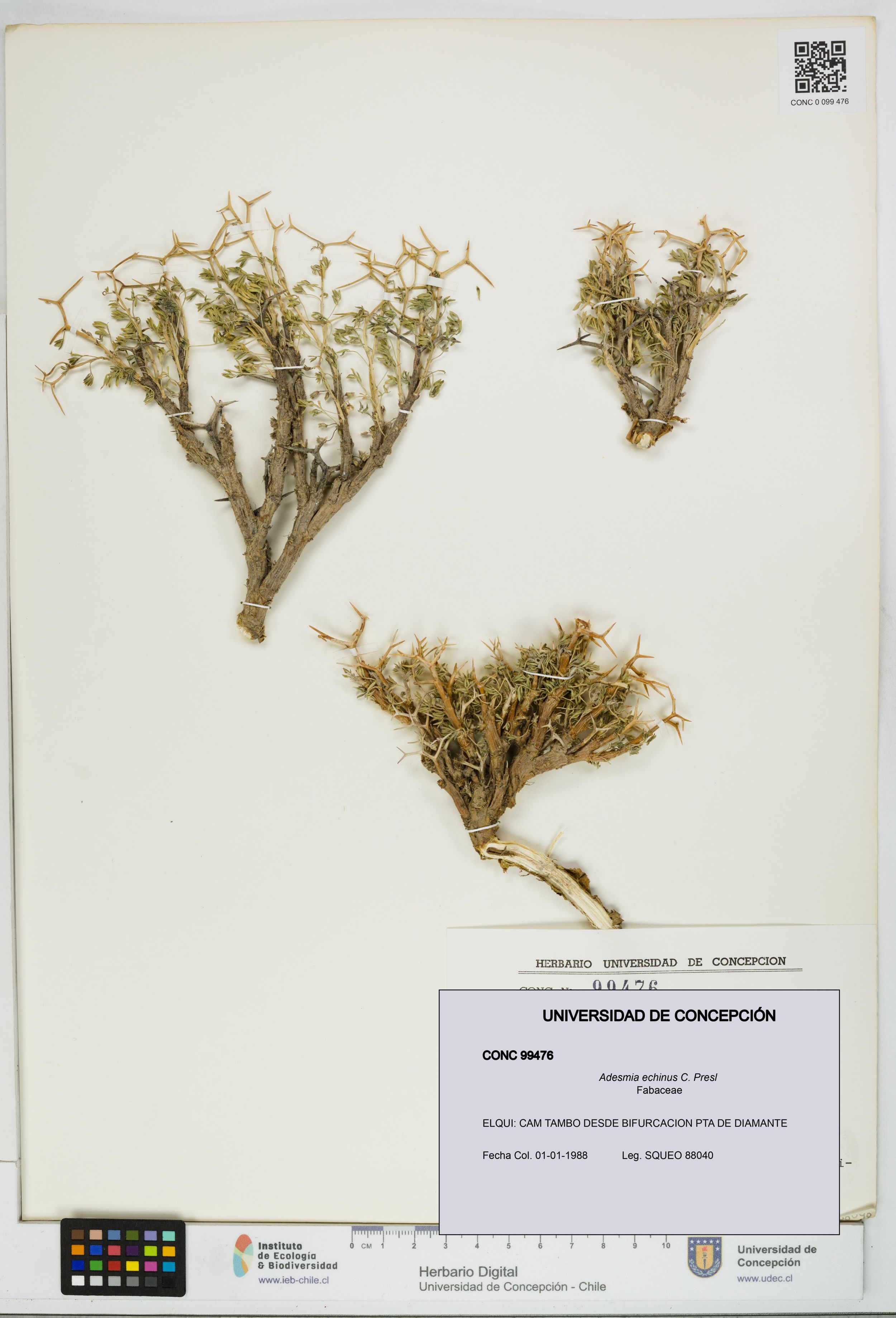Adesmia echinus [Espécimen: ]
