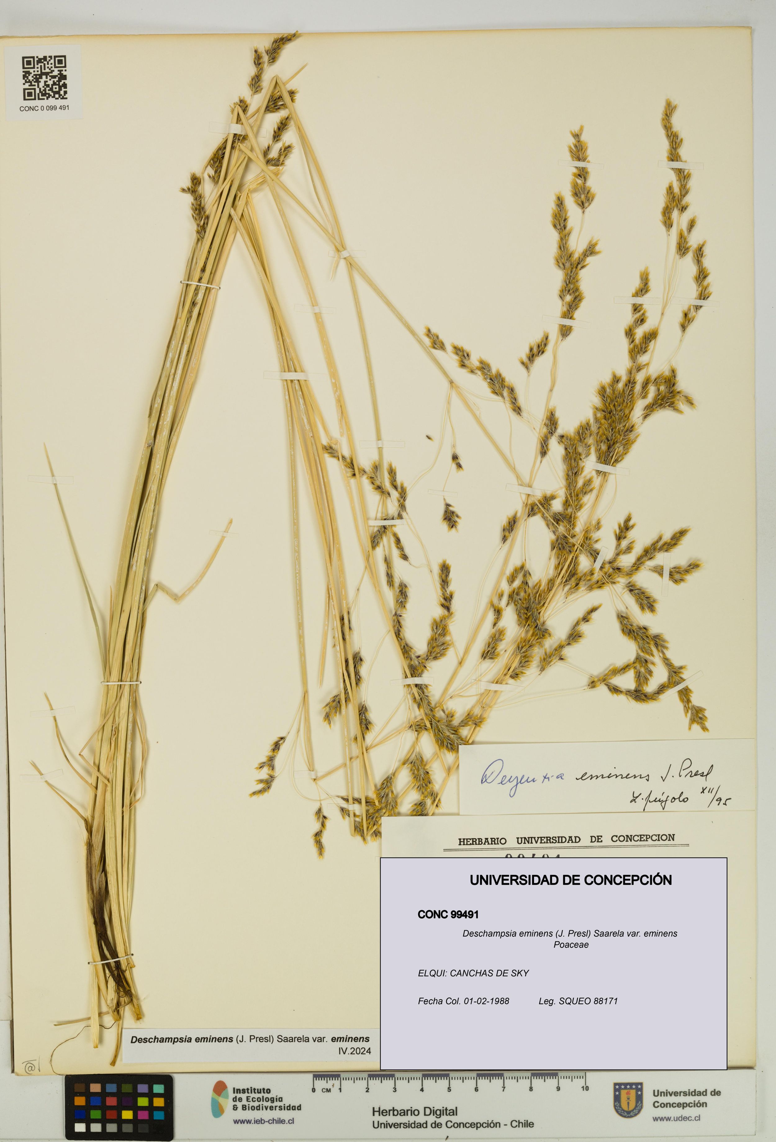 Deschampsia eminens [Espécimen: ]