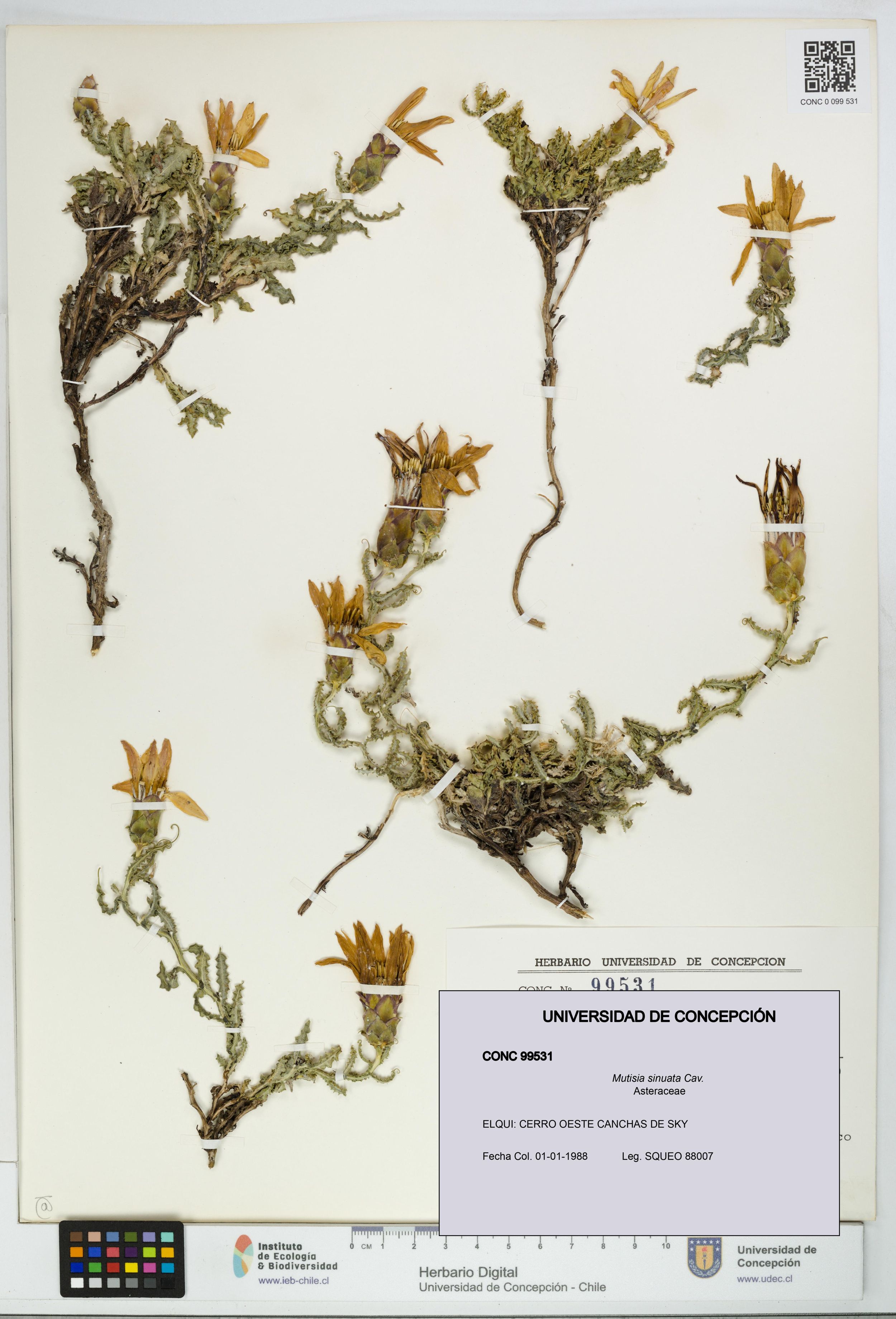Mutisia sinuata [Espécimen: ]