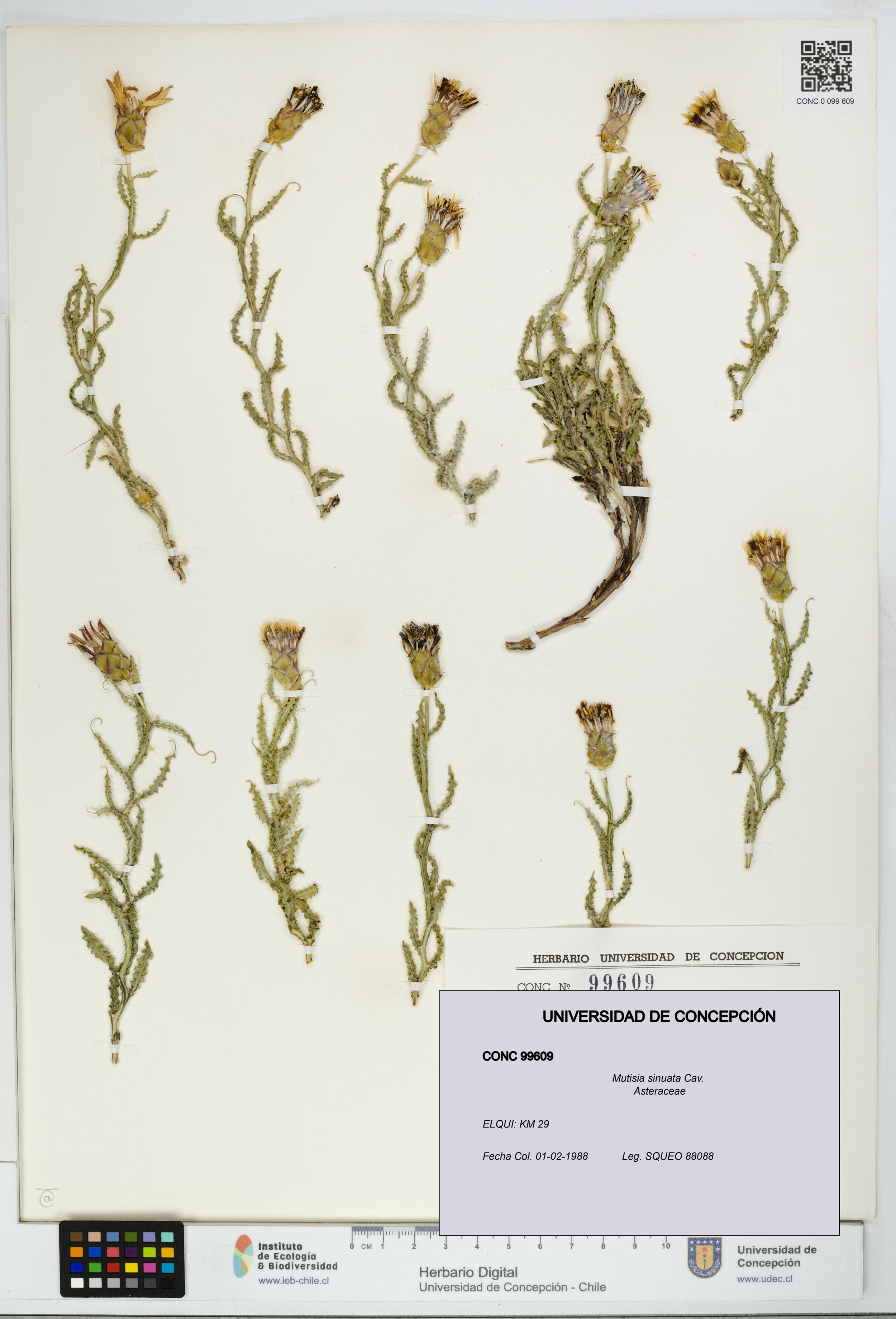 Mutisia sinuata [Espécimen: ]