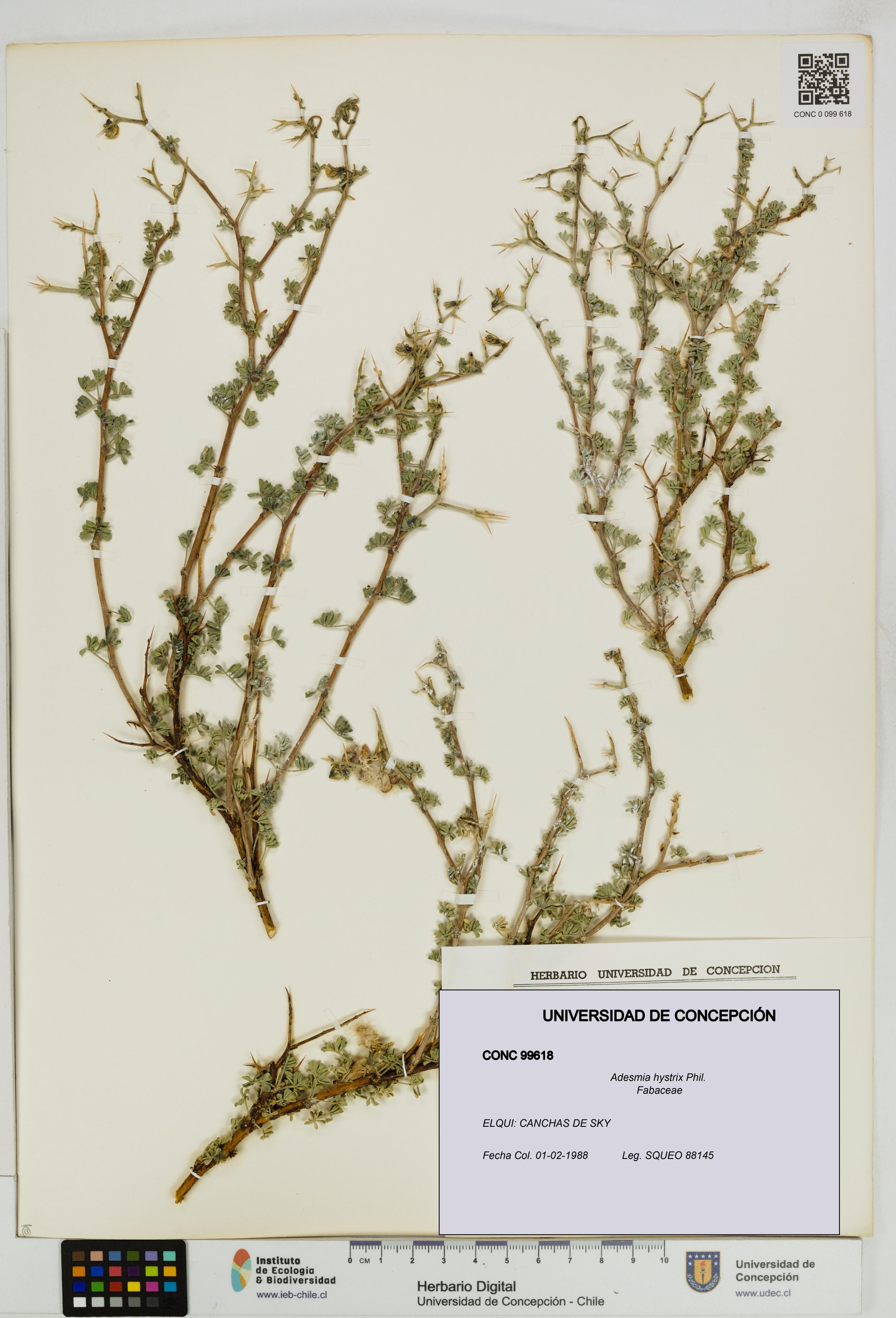 Adesmia hystrix [Espécimen: ]