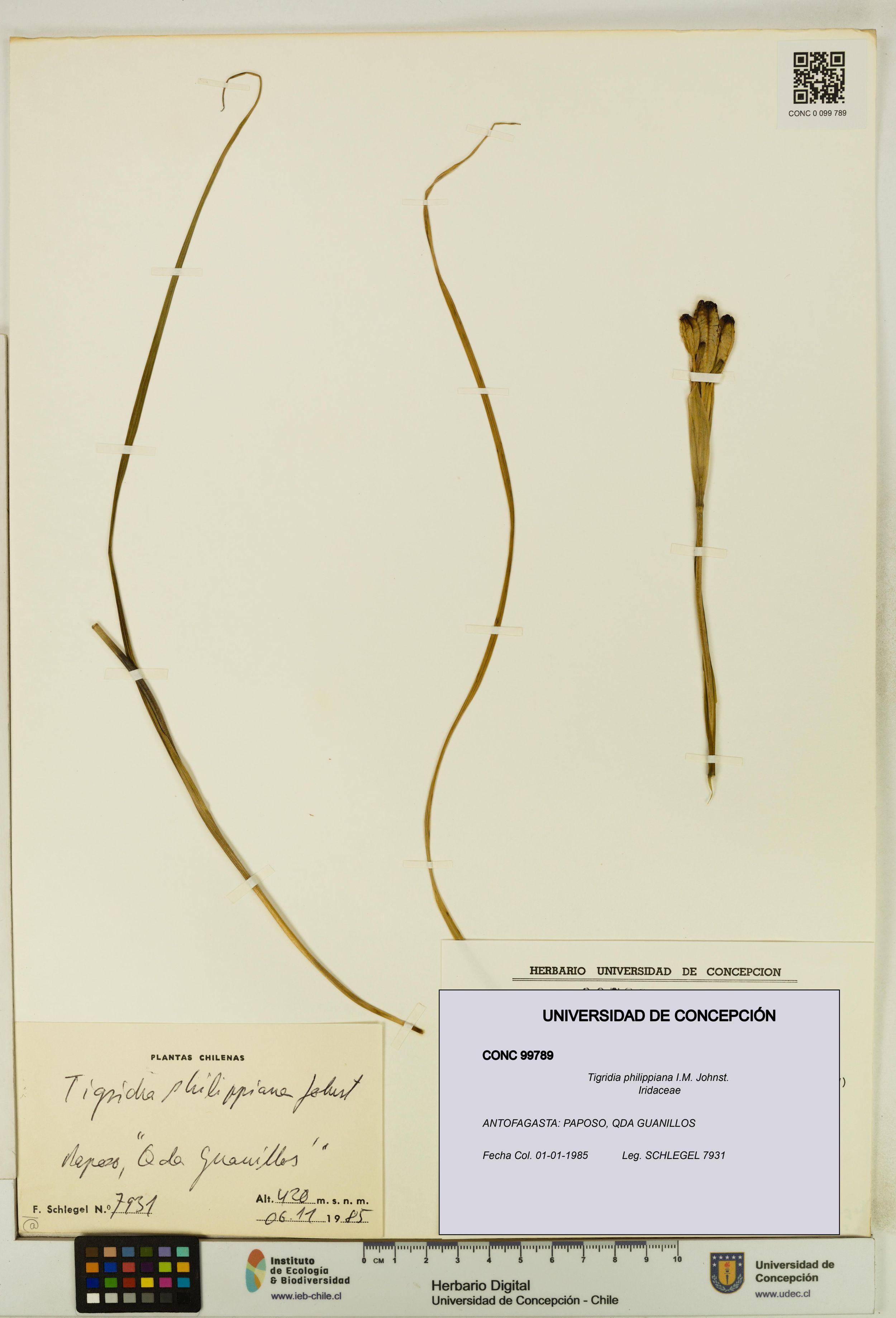 Tigridia philippiana [Espécimen: ]