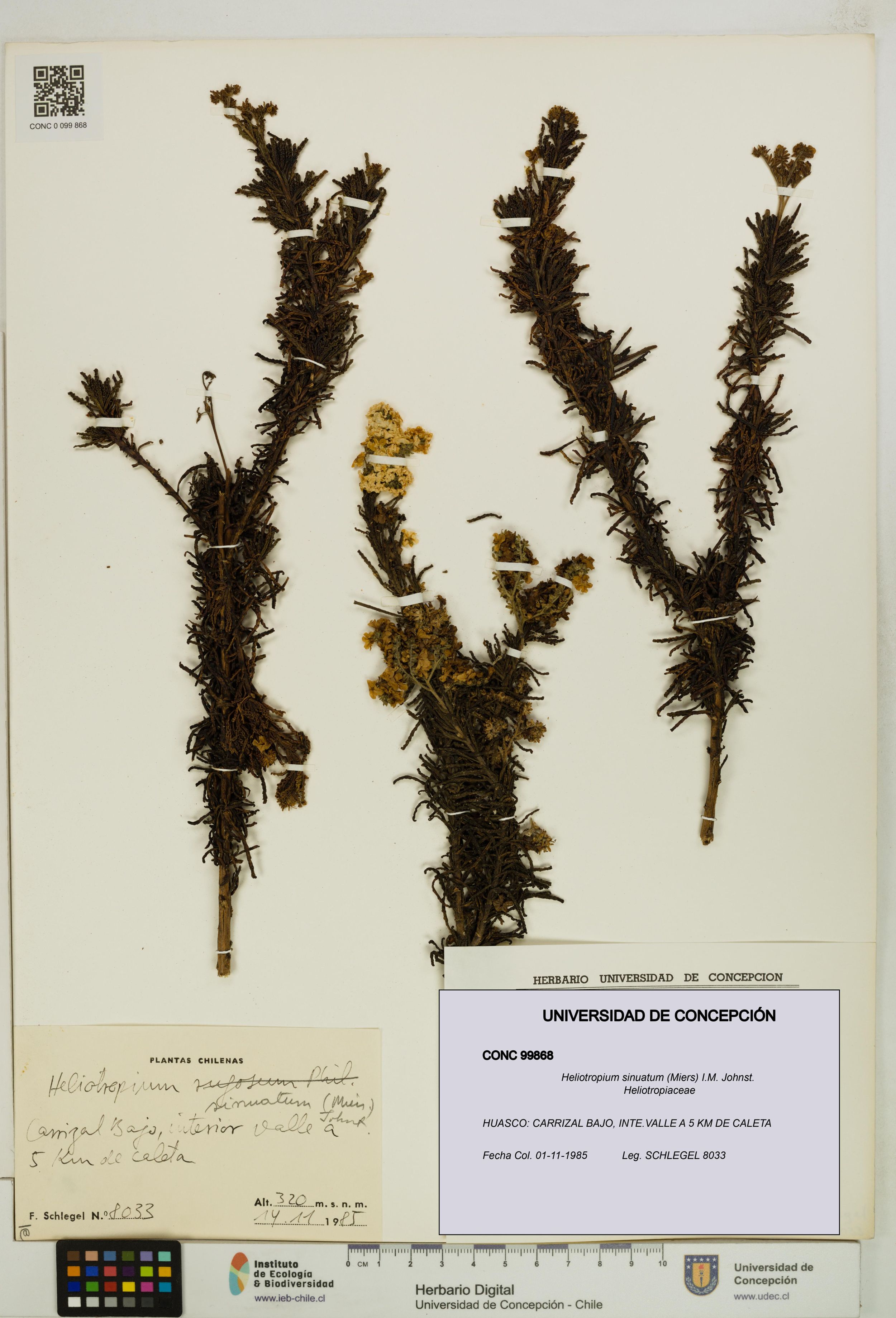 Heliotropium sinuatum [Espécimen: ]