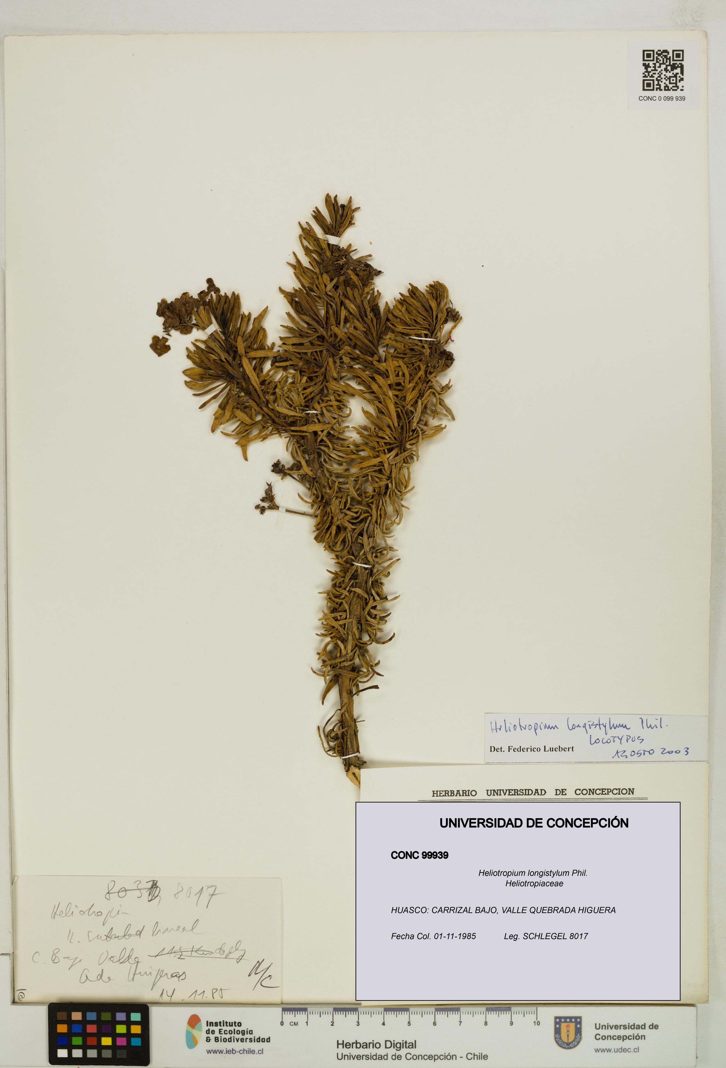 Heliotropium longistylum [Espécimen: ]