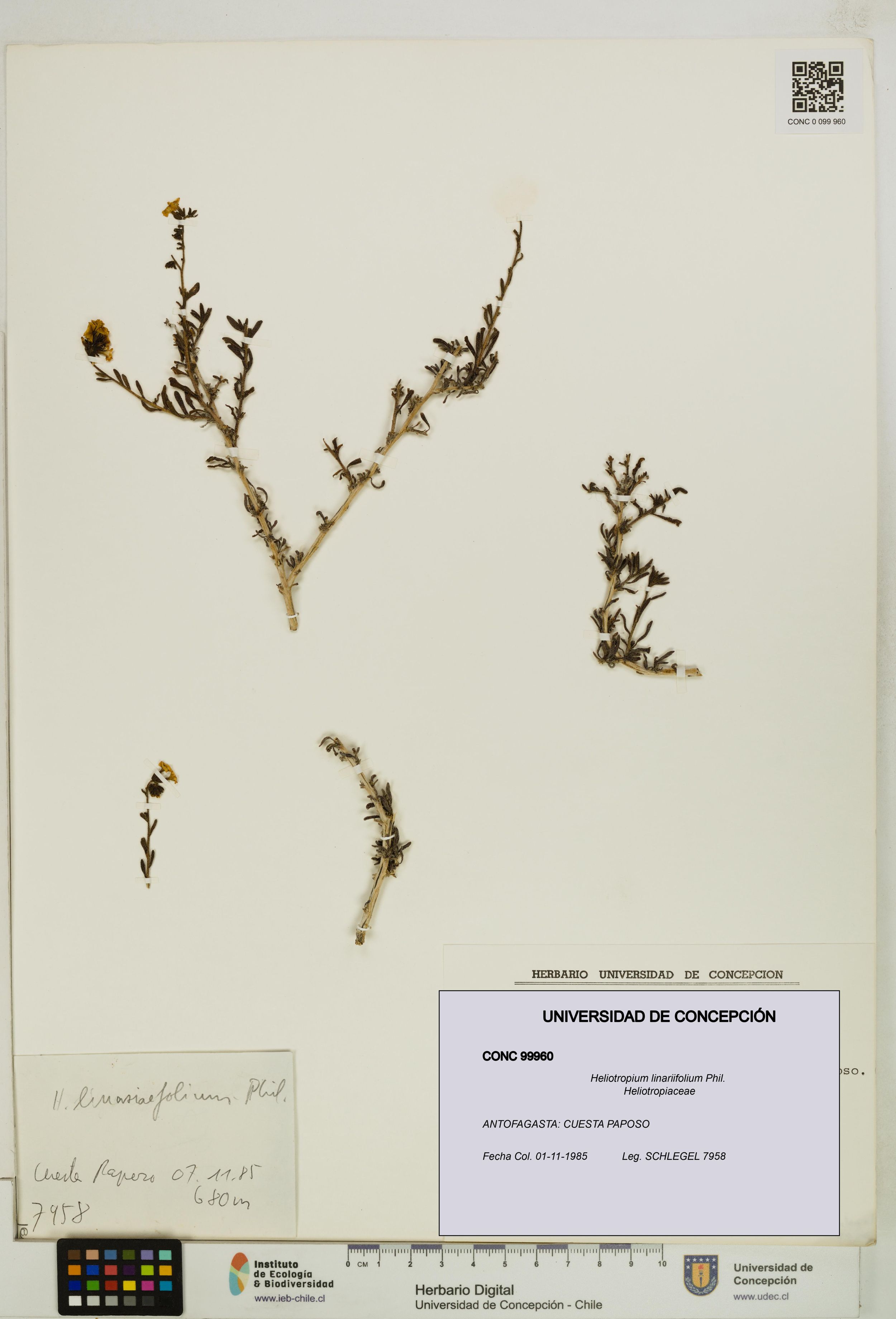 Heliotropium linariifolium [Espécimen: ]