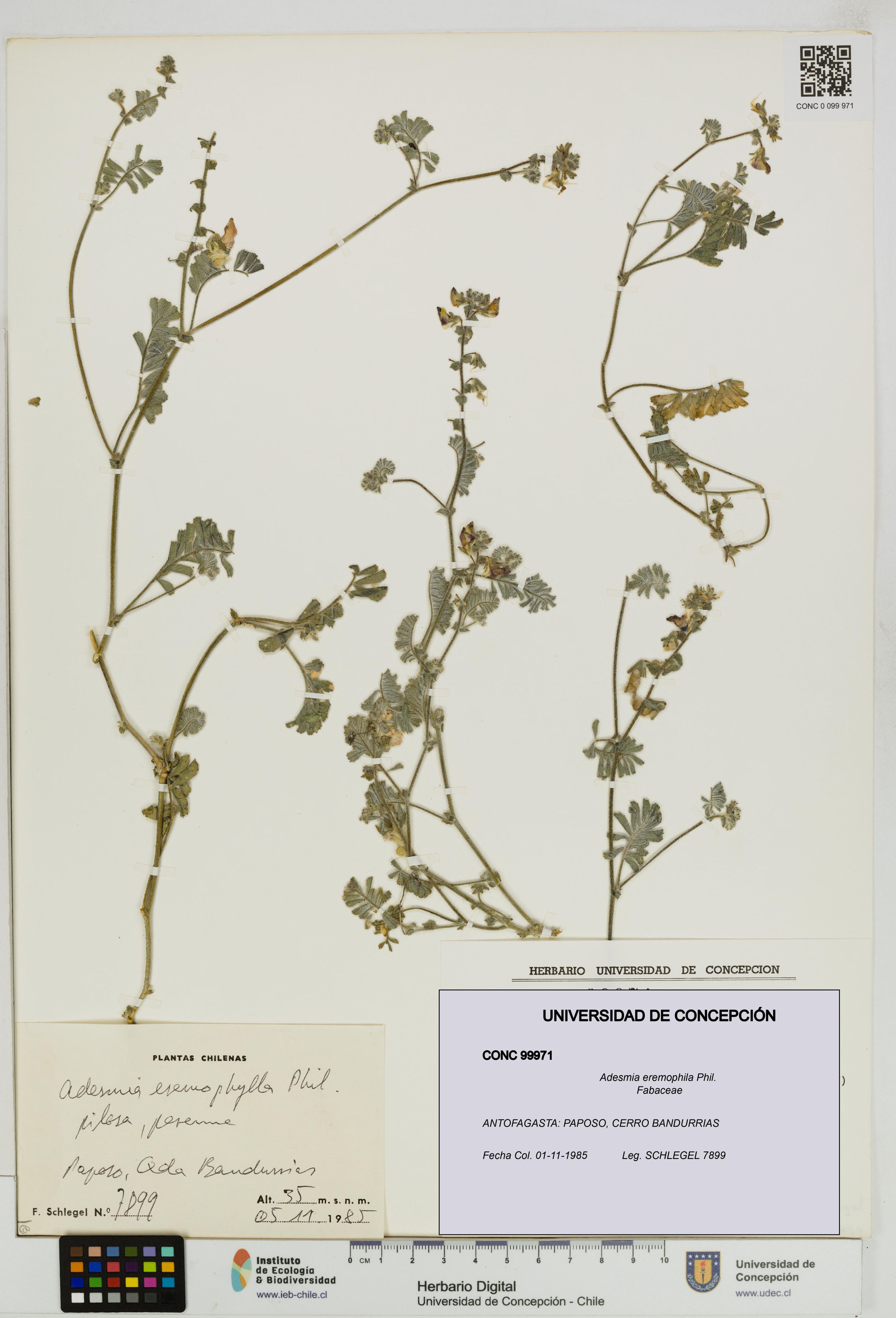 Adesmia eremophila [Espécimen: ]