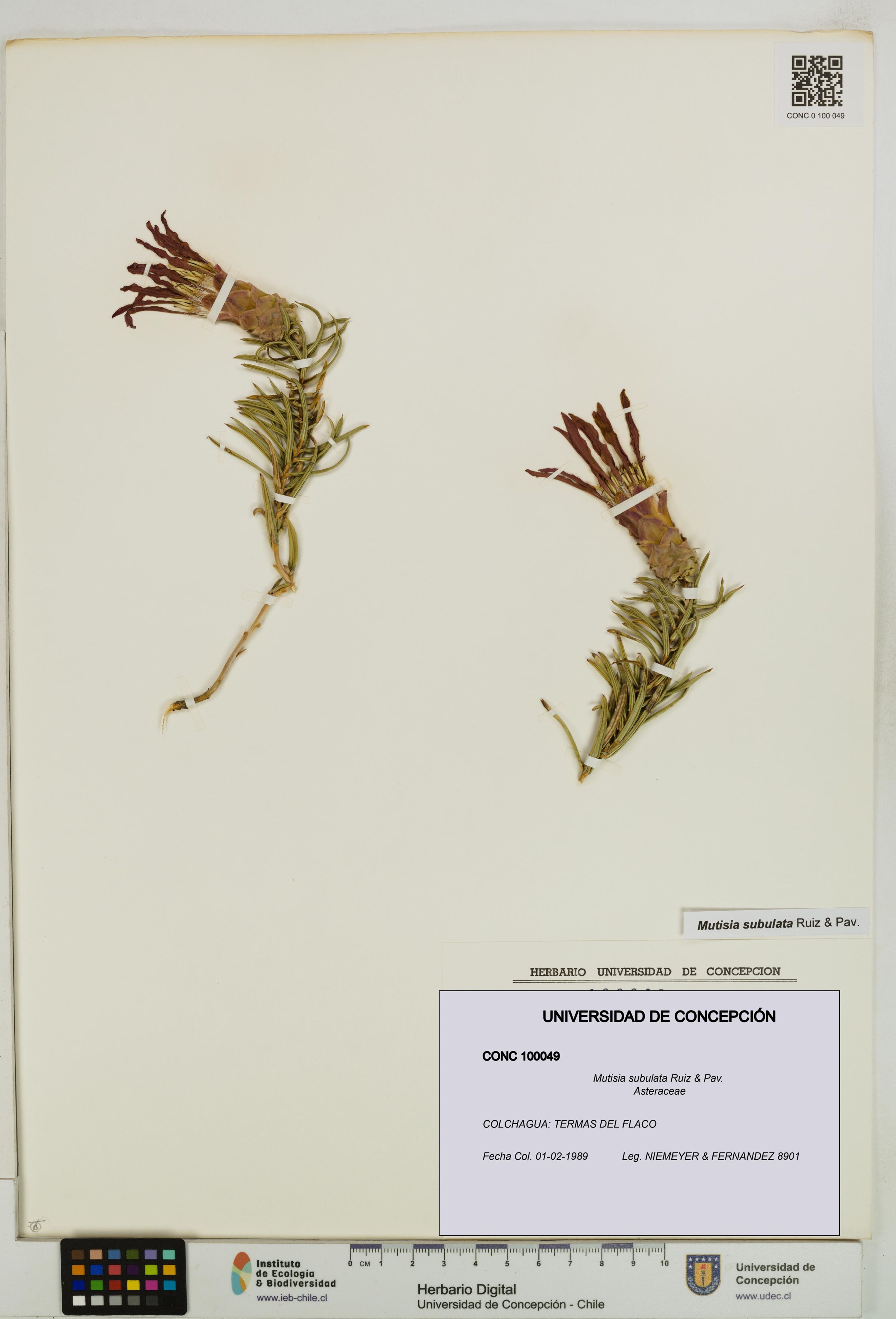 Mutisia subulata [Espécimen: ]