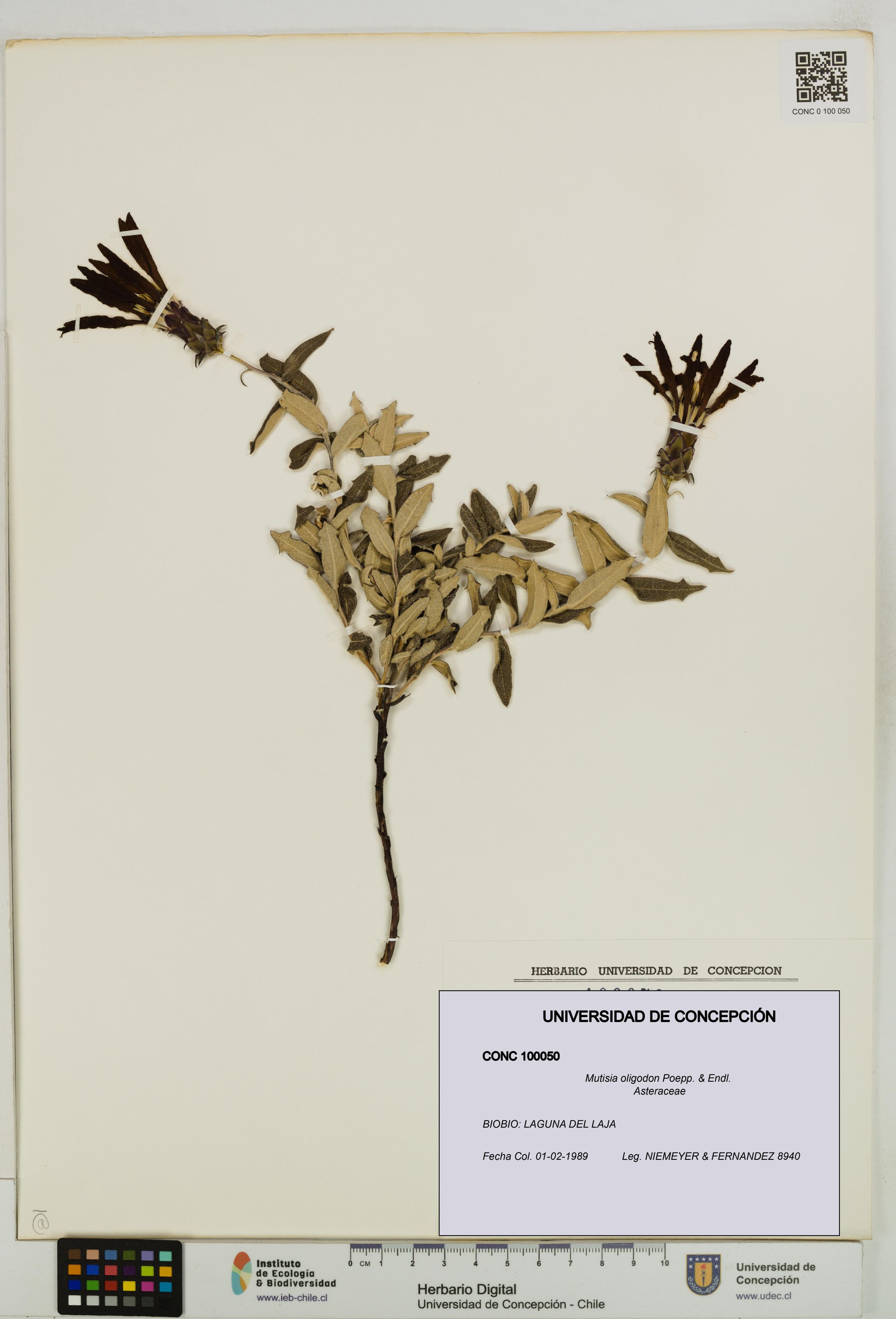 Mutisia oligodon [Espécimen: ]