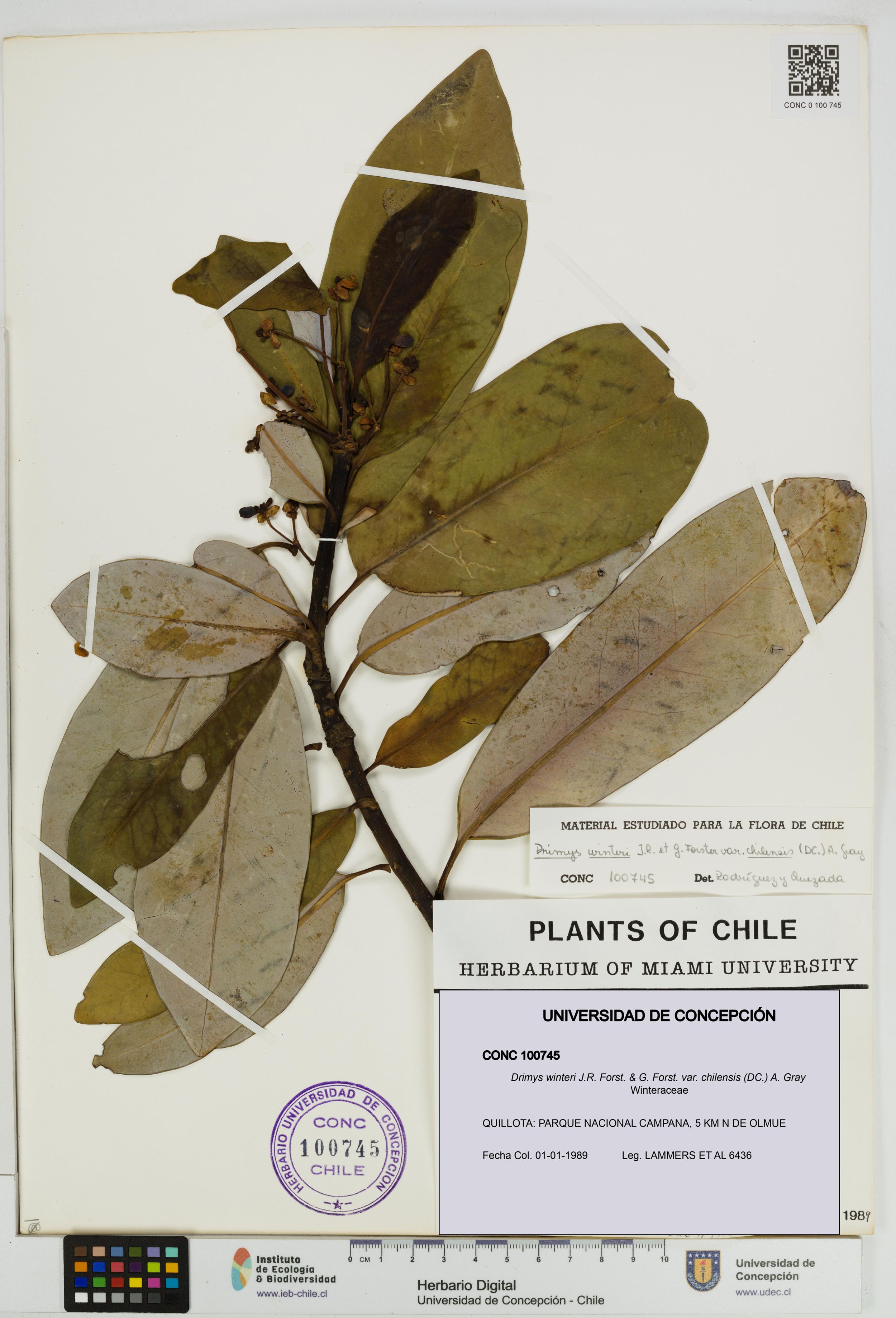 Drimys winteri var. chilensis [Espécimen: ]