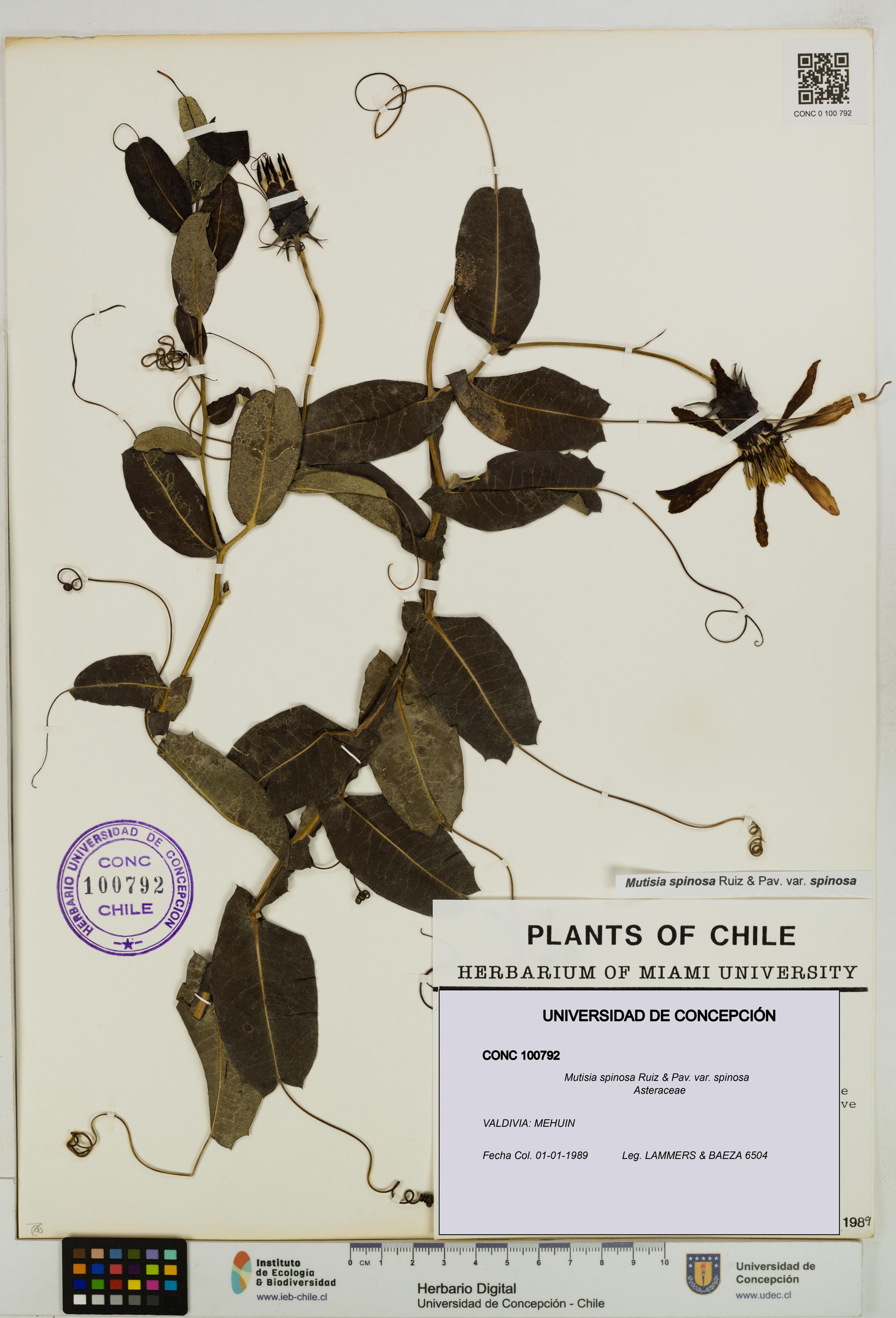 Mutisia spinosa var. spinosa [Espécimen: ]