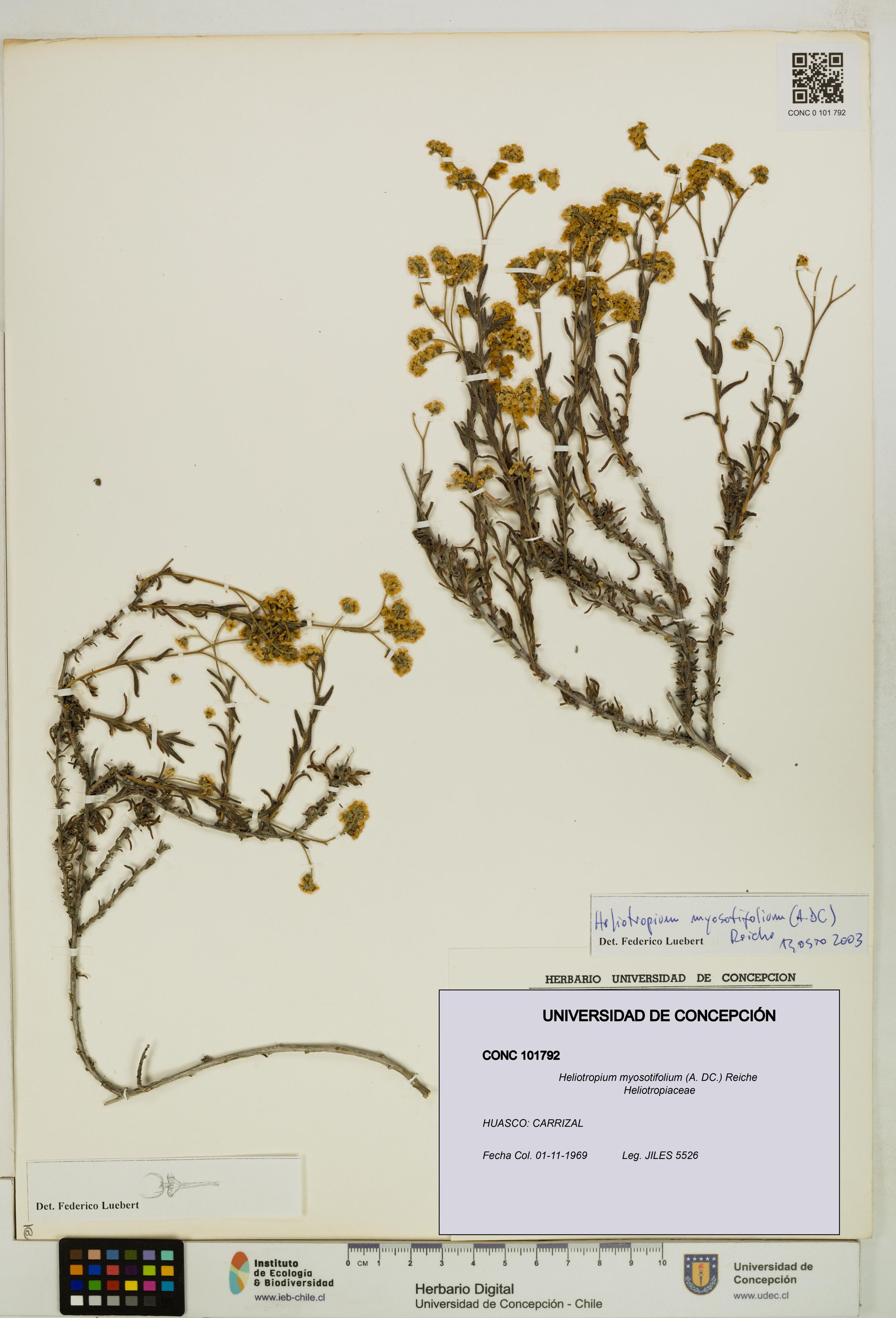 Heliotropium myosotifolium [Espécimen: ]