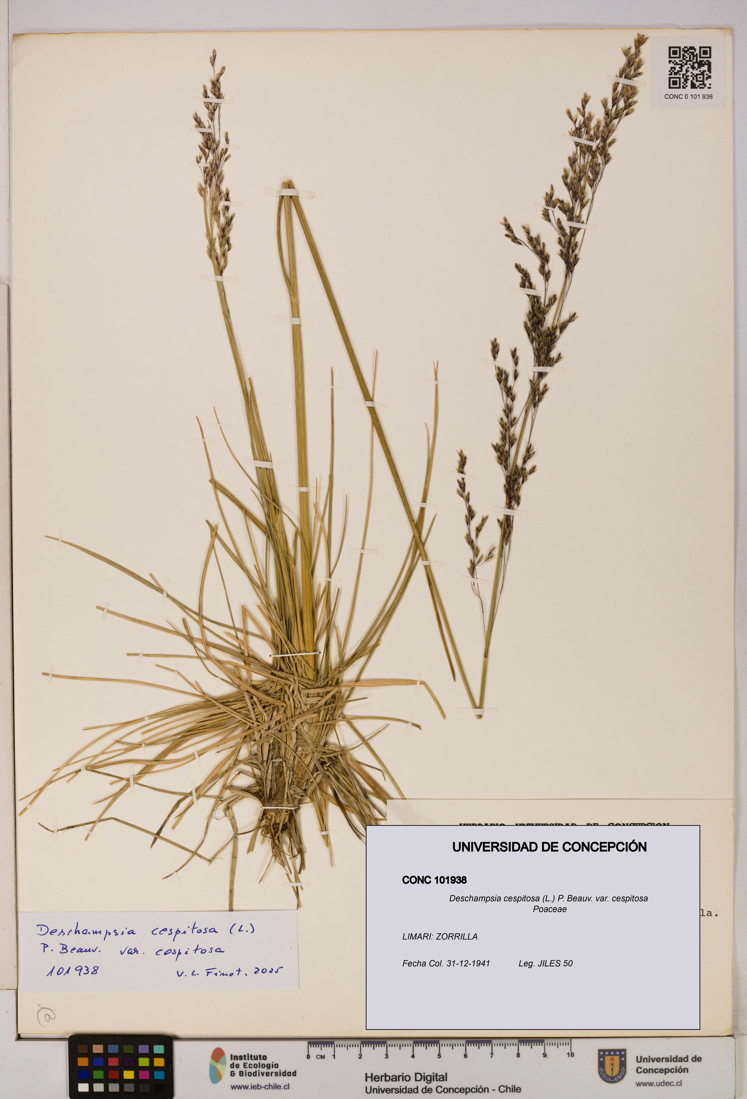 Deschampsia cespitosa var. cespitosa [Espécimen: ]