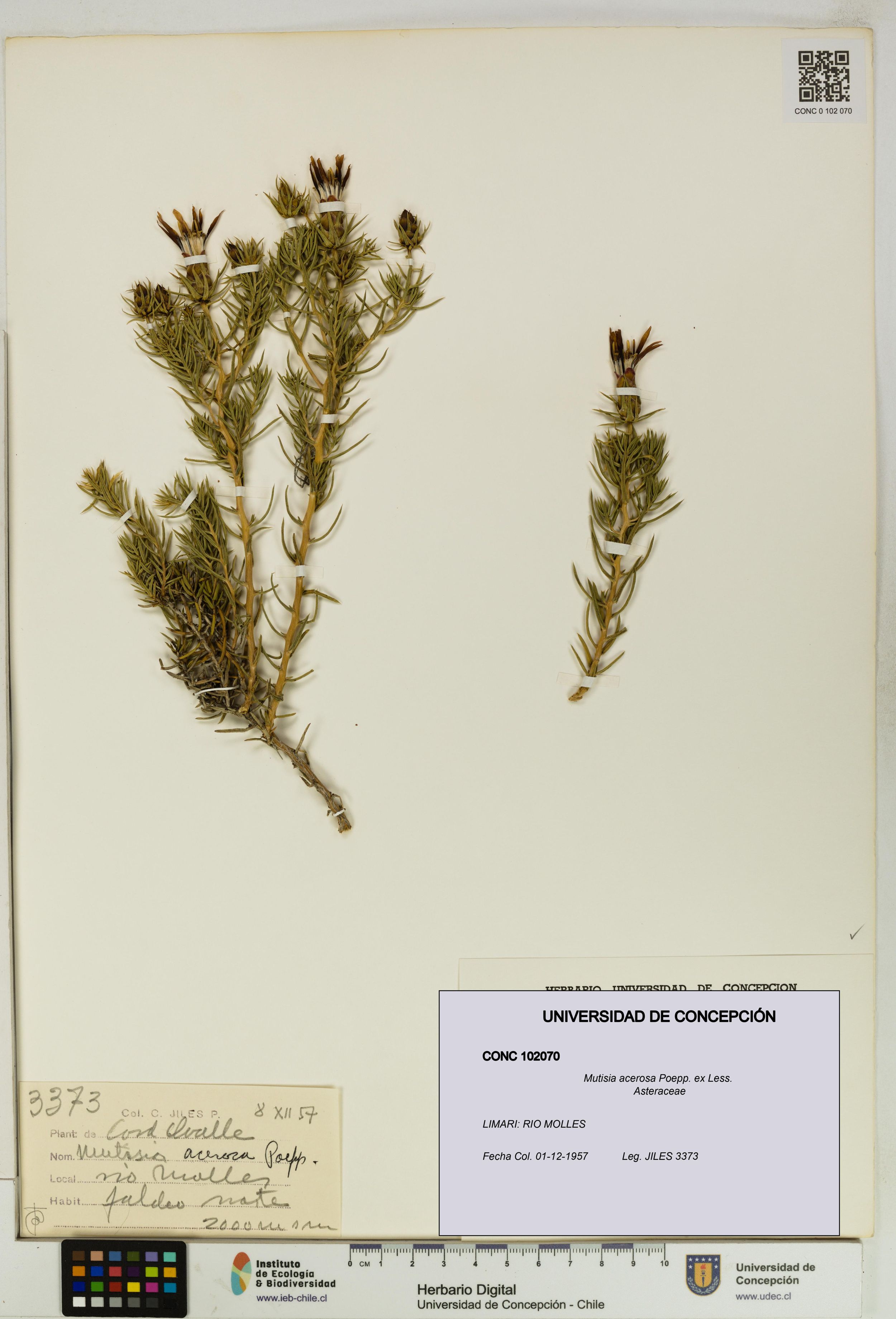 Mutisia acerosa [Espécimen: ]