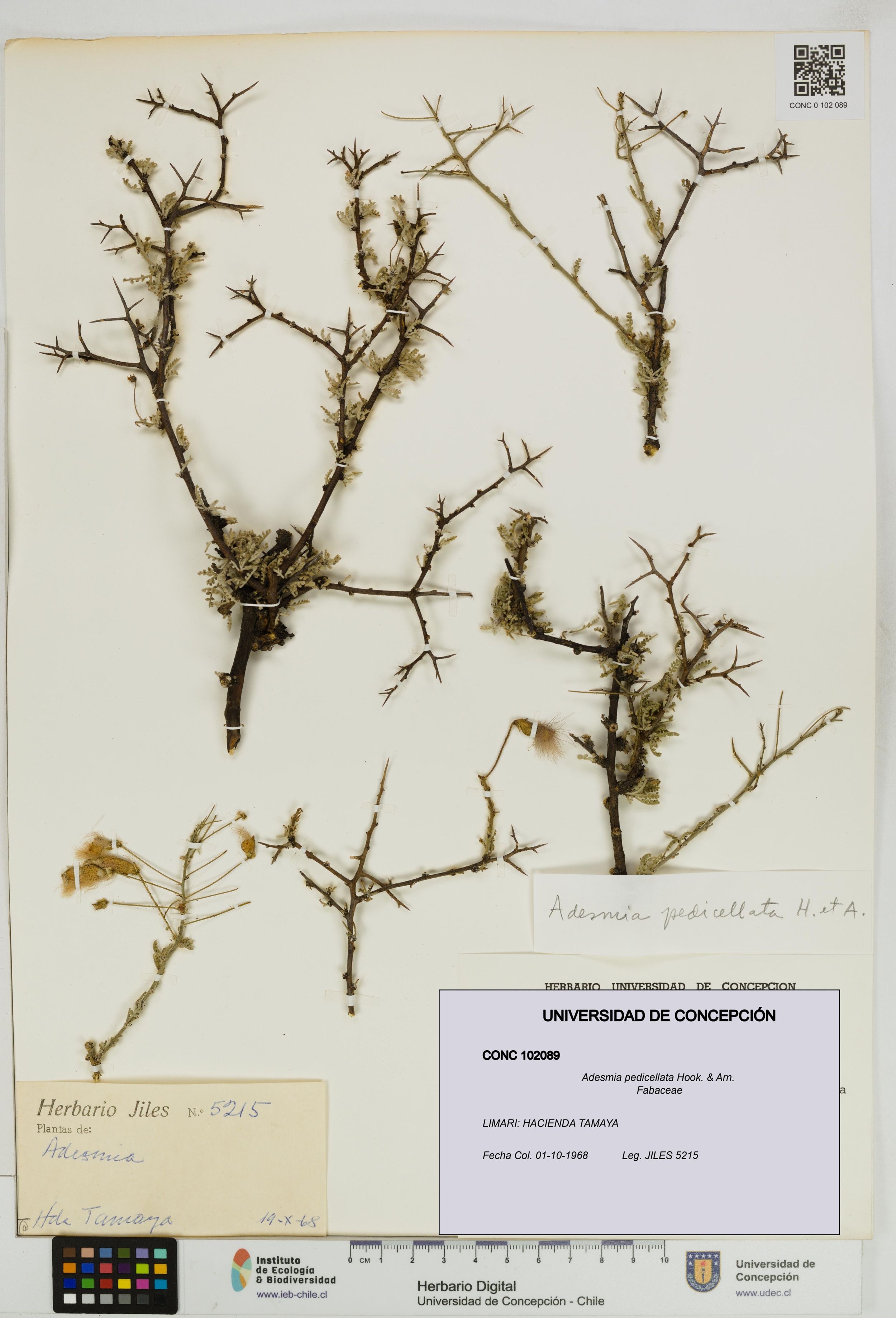 Adesmia pedicellata [Espécimen: ]