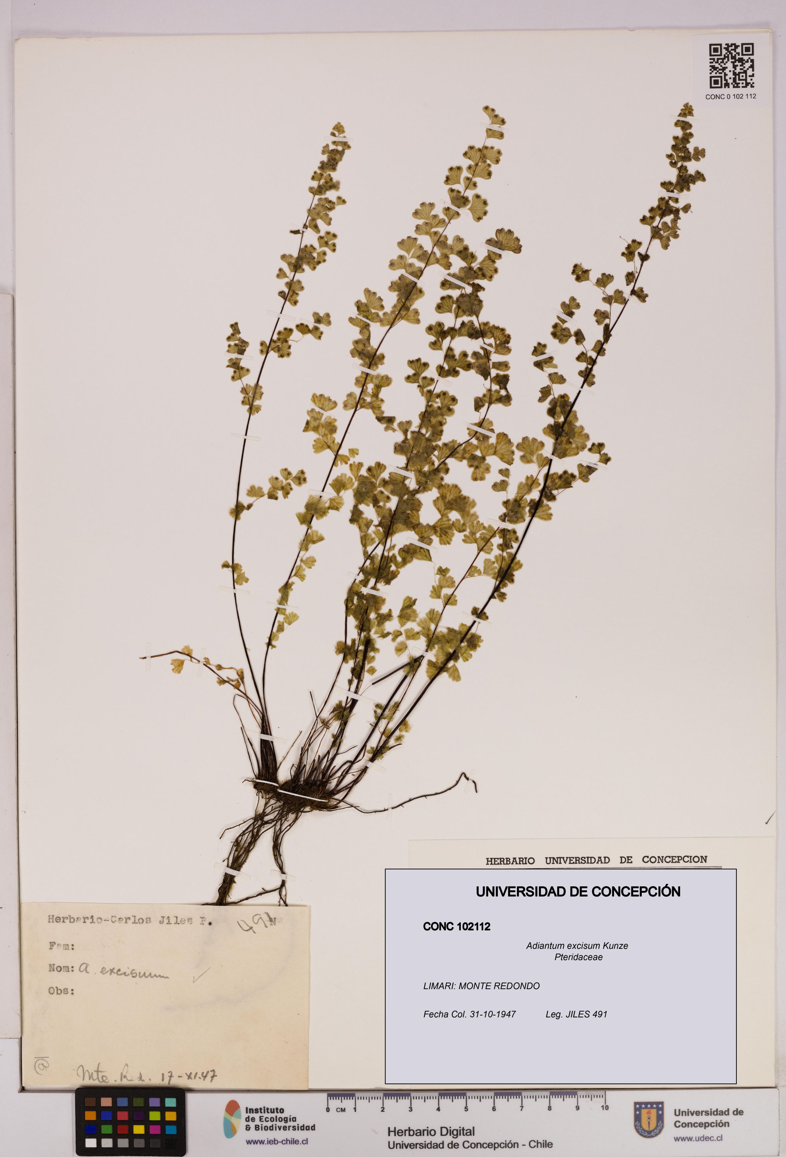 Adiantum excisum [Espécimen: ]