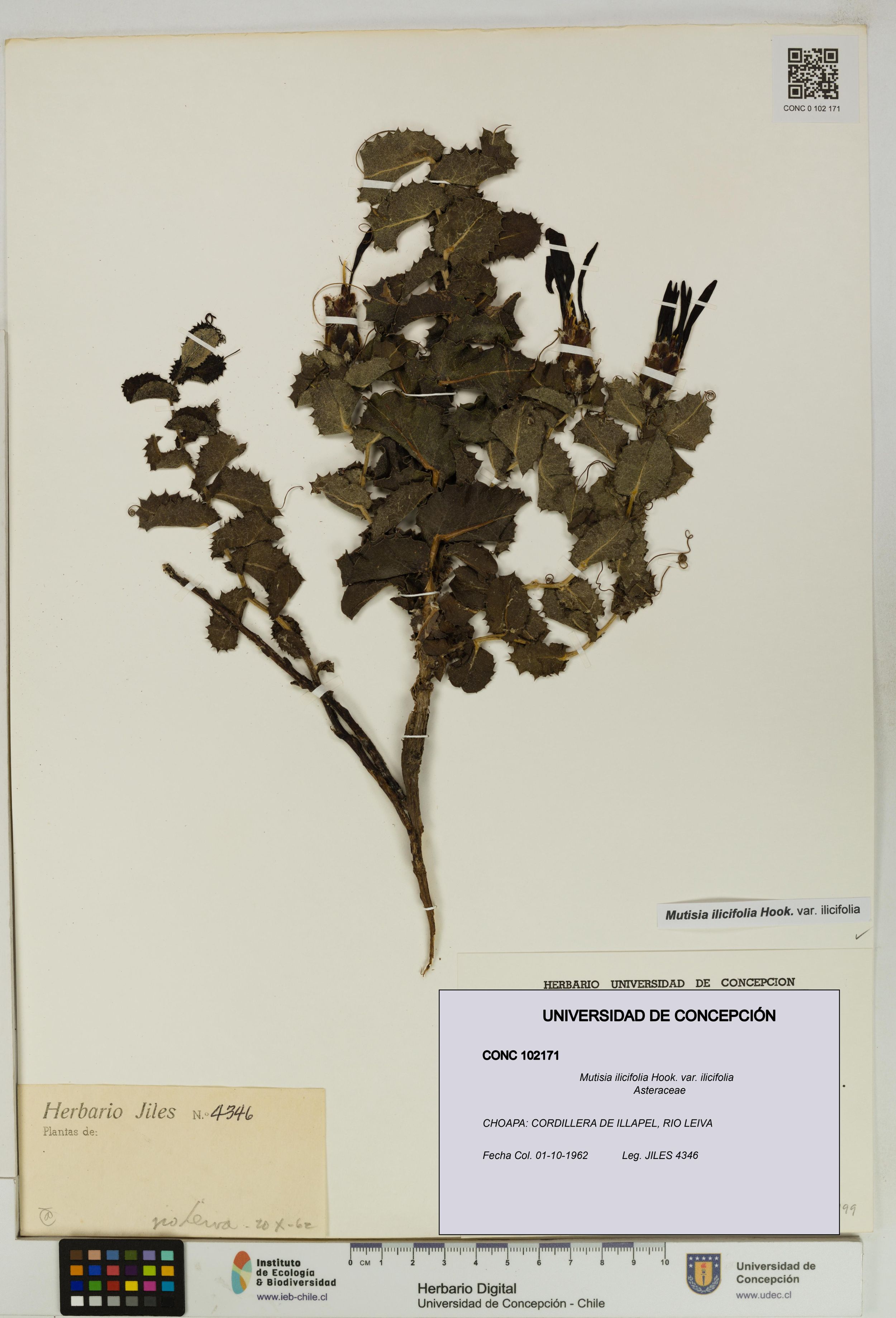 Mutisia ilicifolia var. ilicifolia [Espécimen: ]