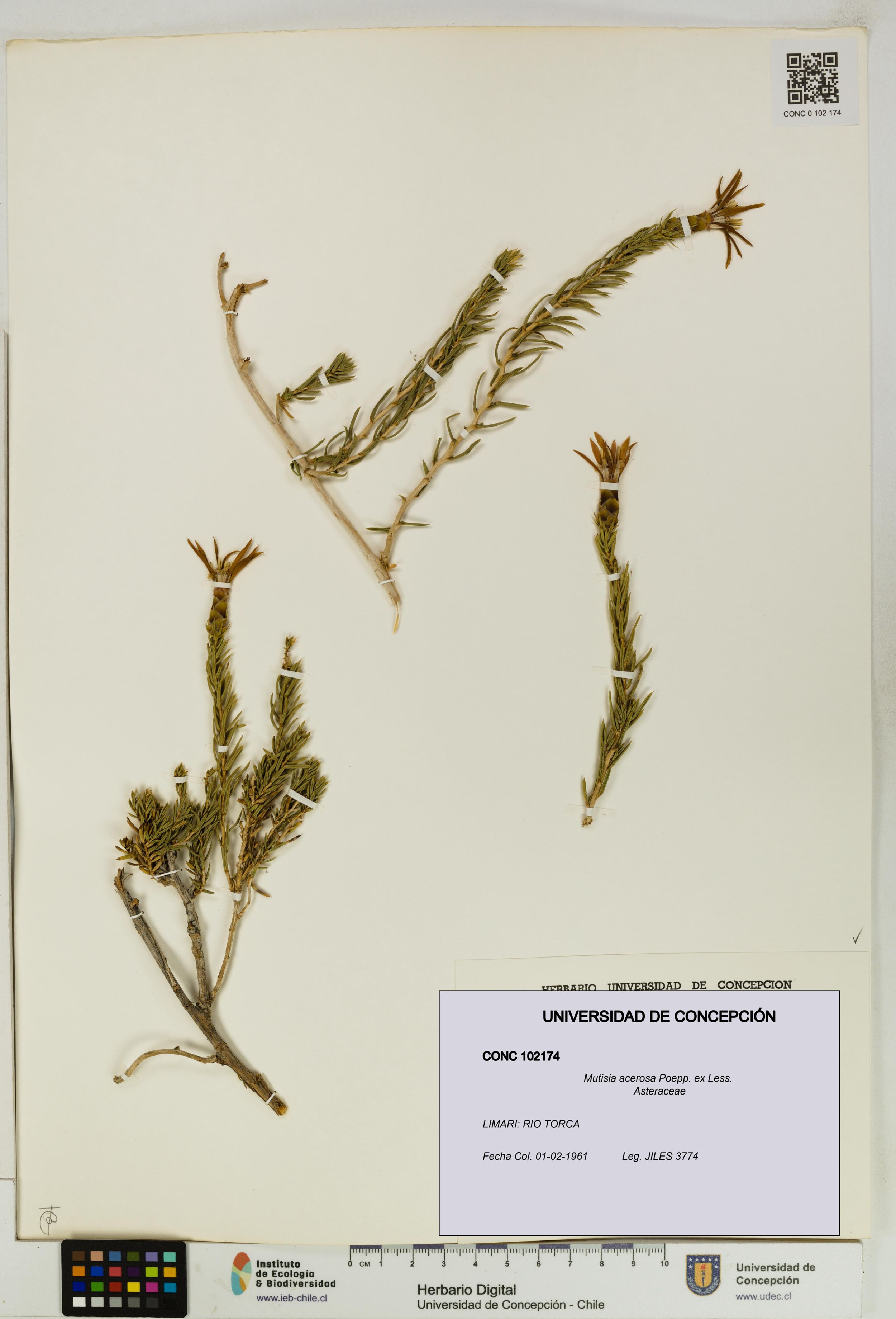 Mutisia acerosa [Espécimen: ]