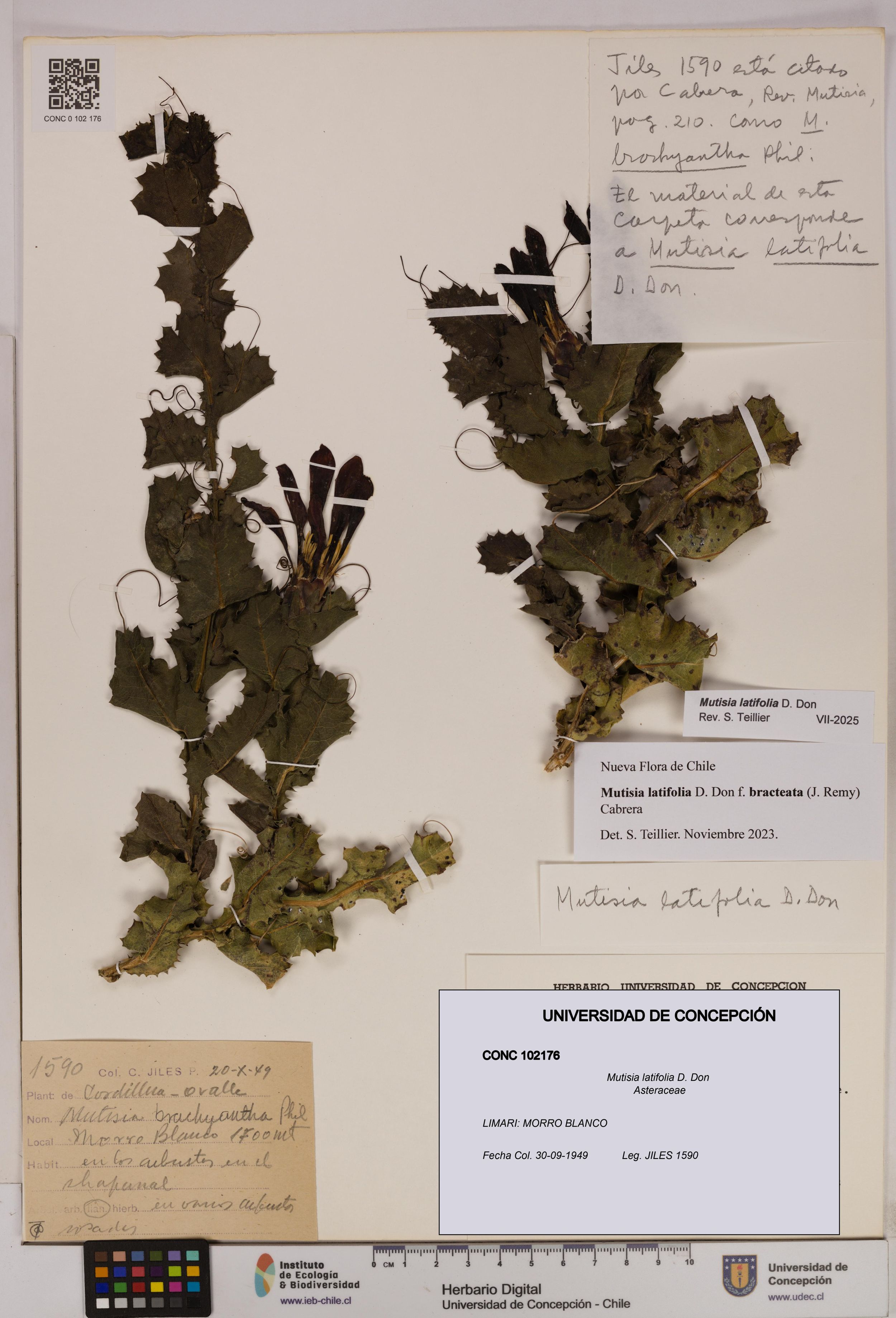 Mutisia latifolia [Espécimen: ]