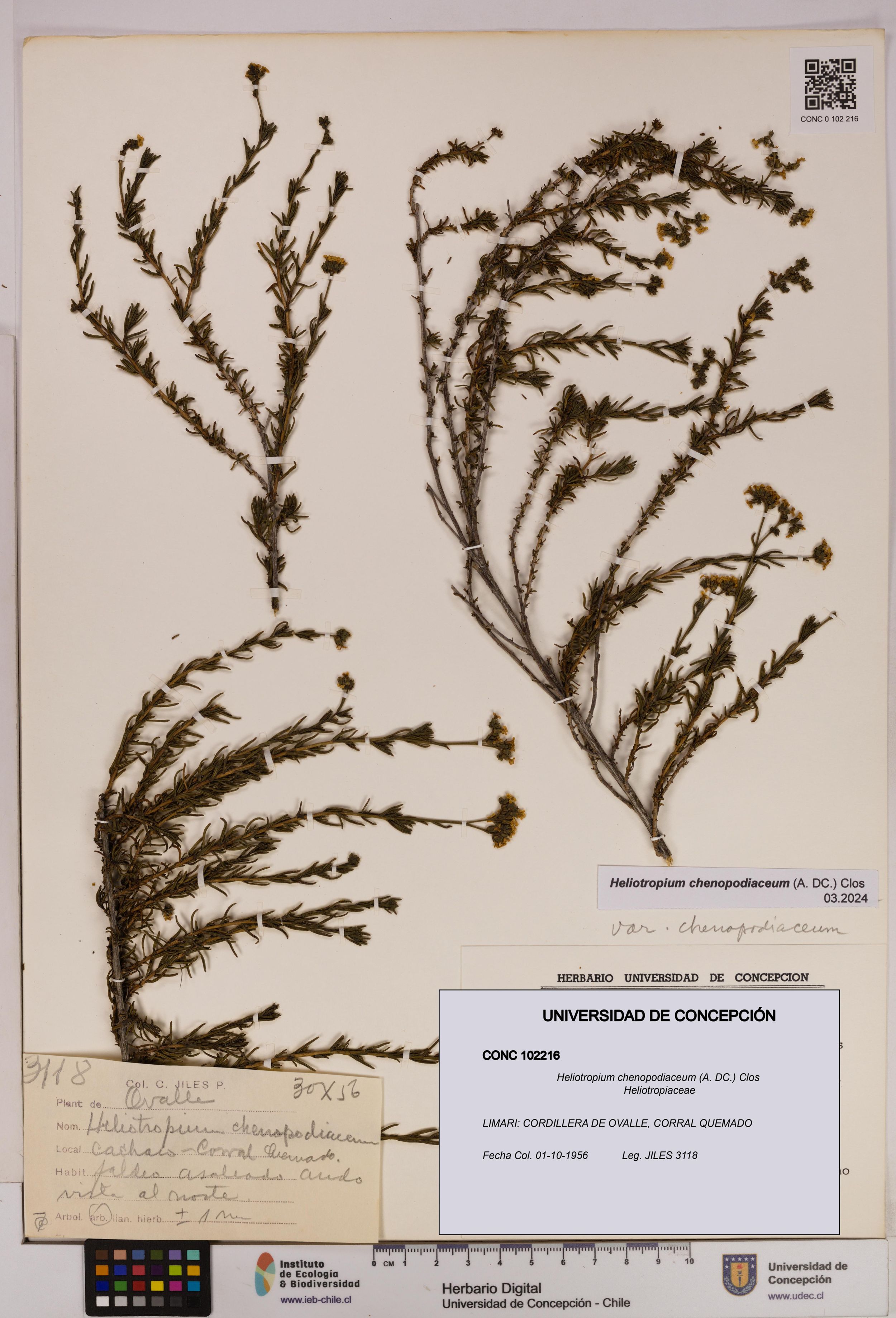 Heliotropium chenopodiaceum [Espécimen: ]