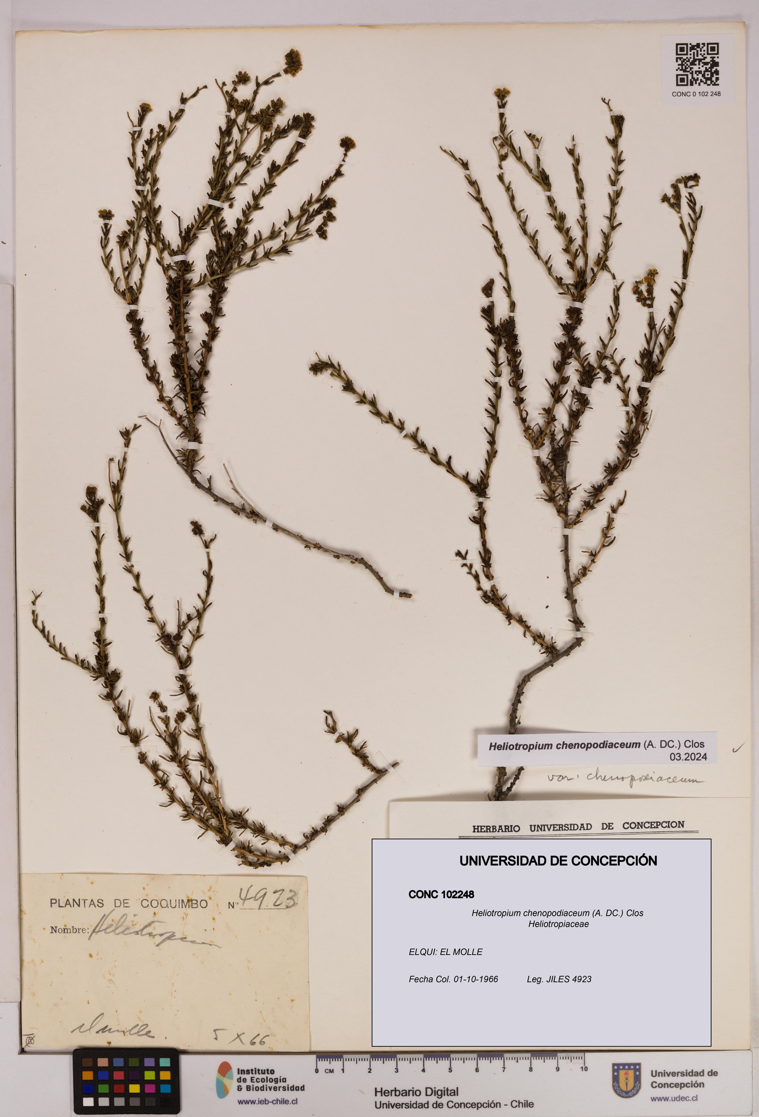 Heliotropium chenopodiaceum [Espécimen: ]