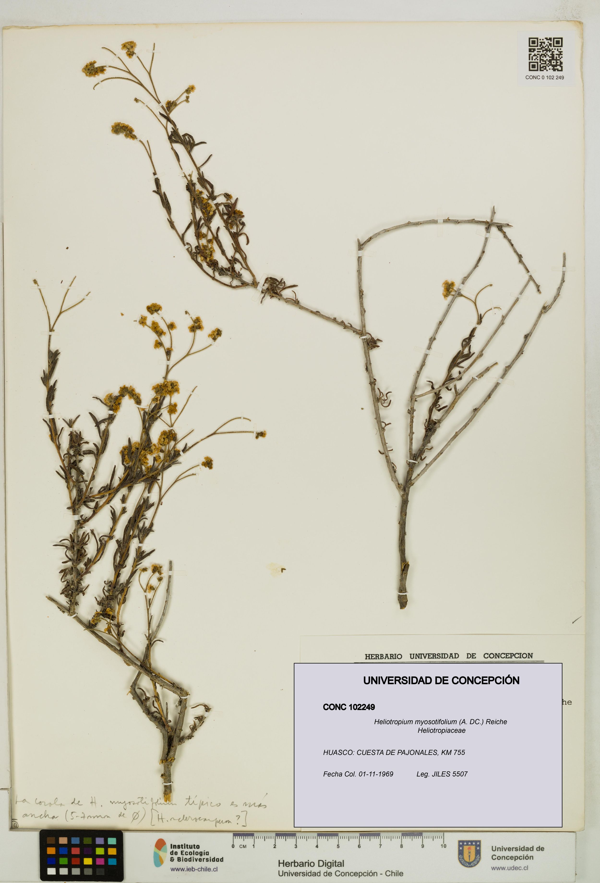 Heliotropium myosotifolium [Espécimen: ]