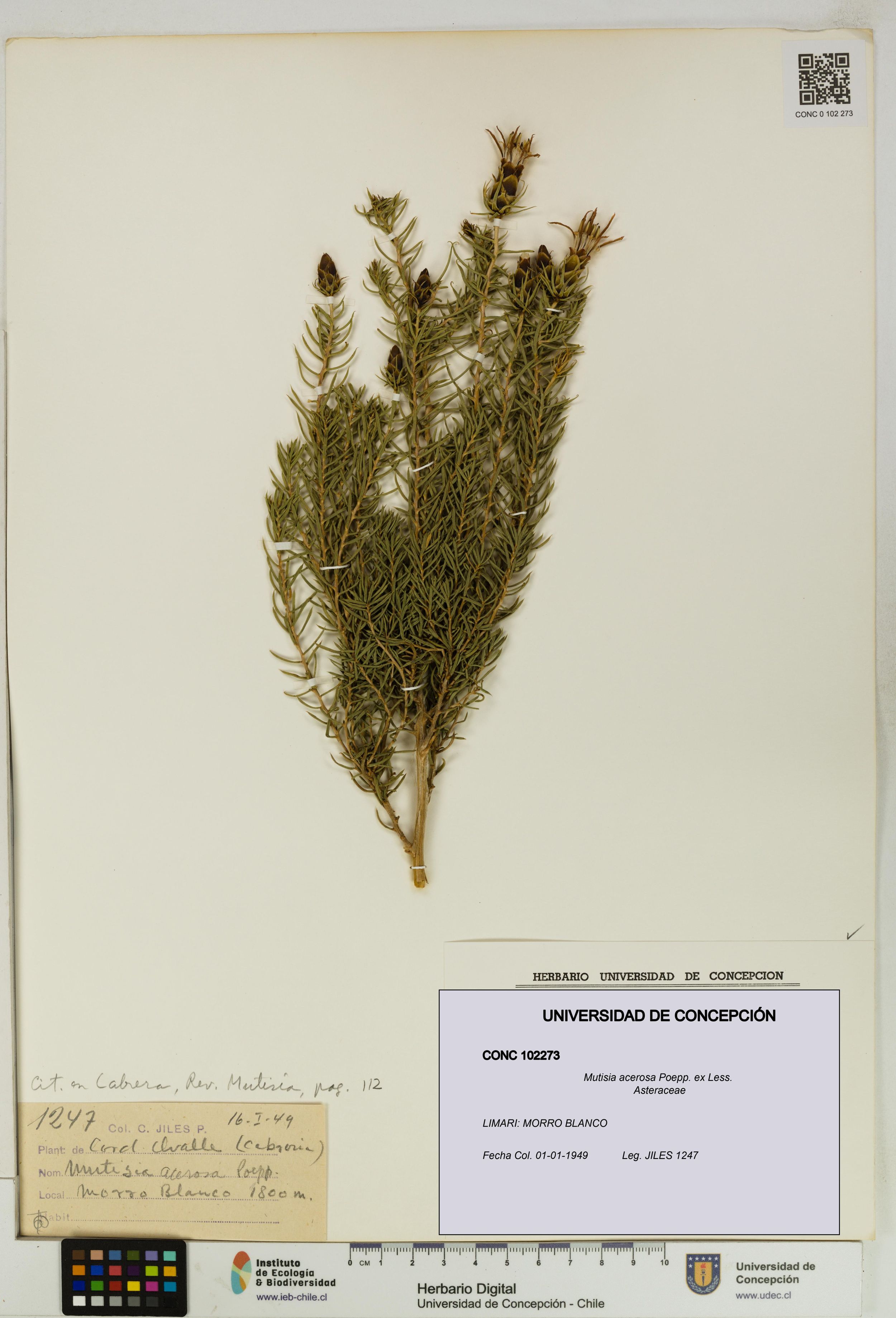 Mutisia acerosa [Espécimen: ]