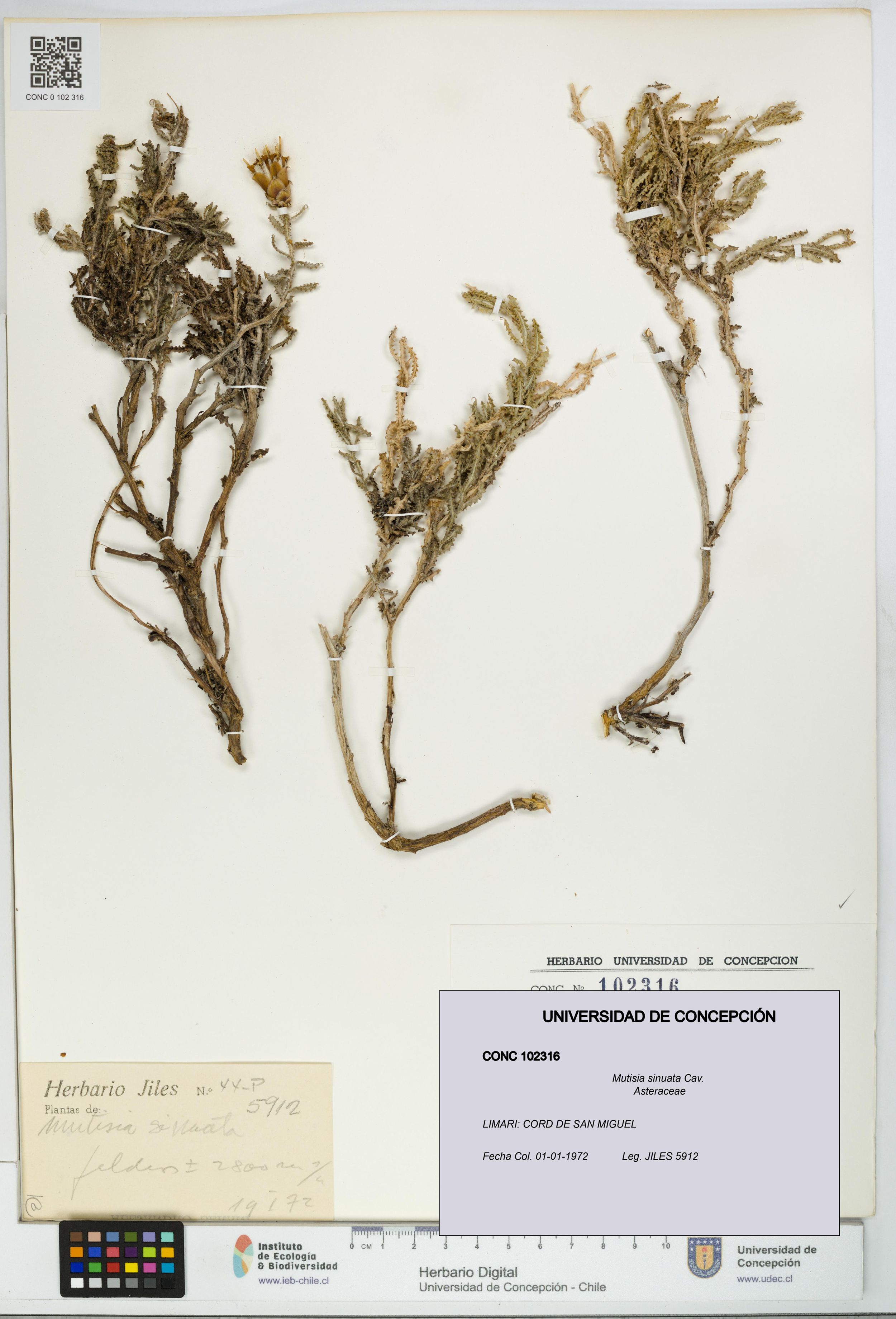 Mutisia sinuata [Espécimen: ]