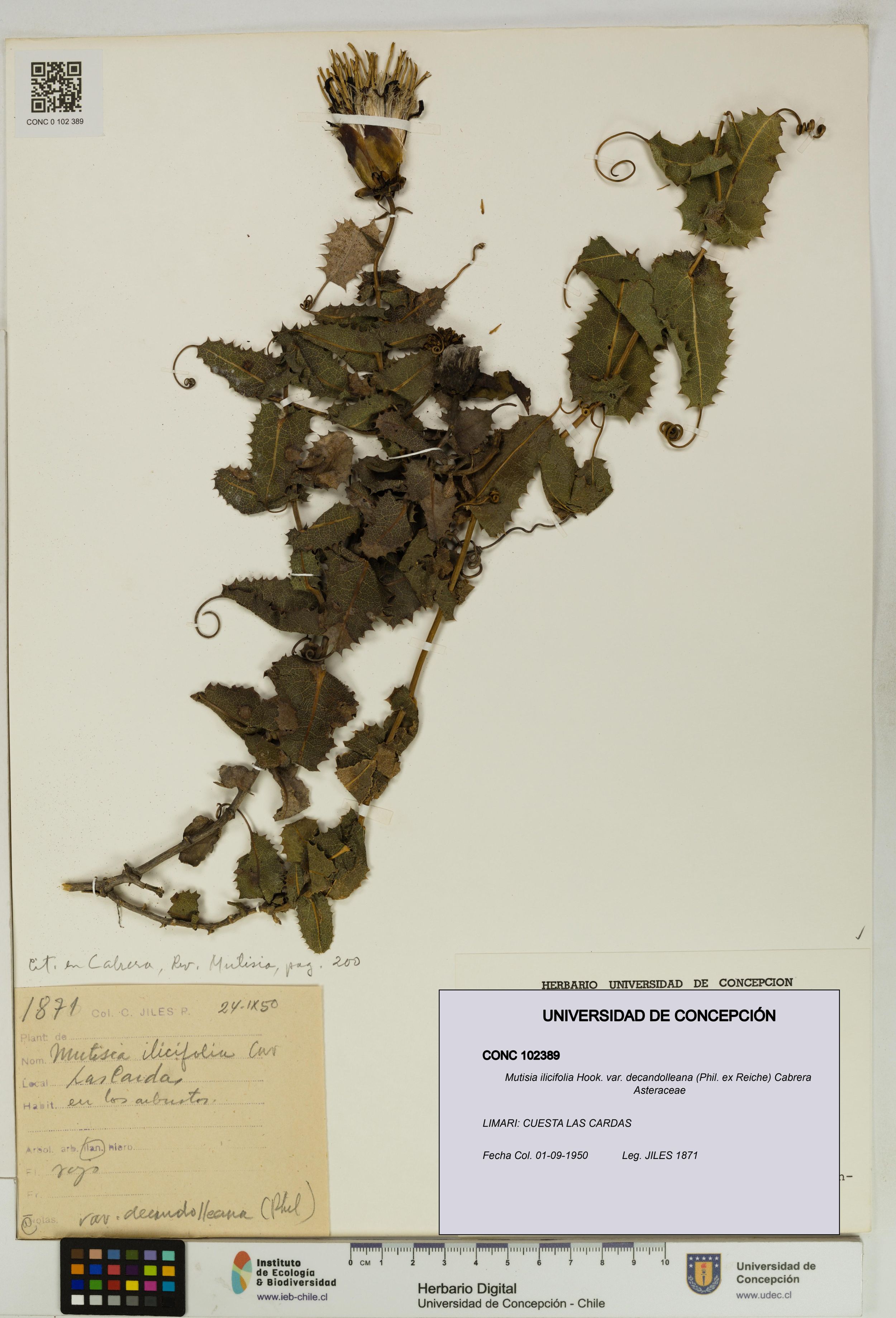 Mutisia ilicifolia var. decandolleana [Espécimen: ]