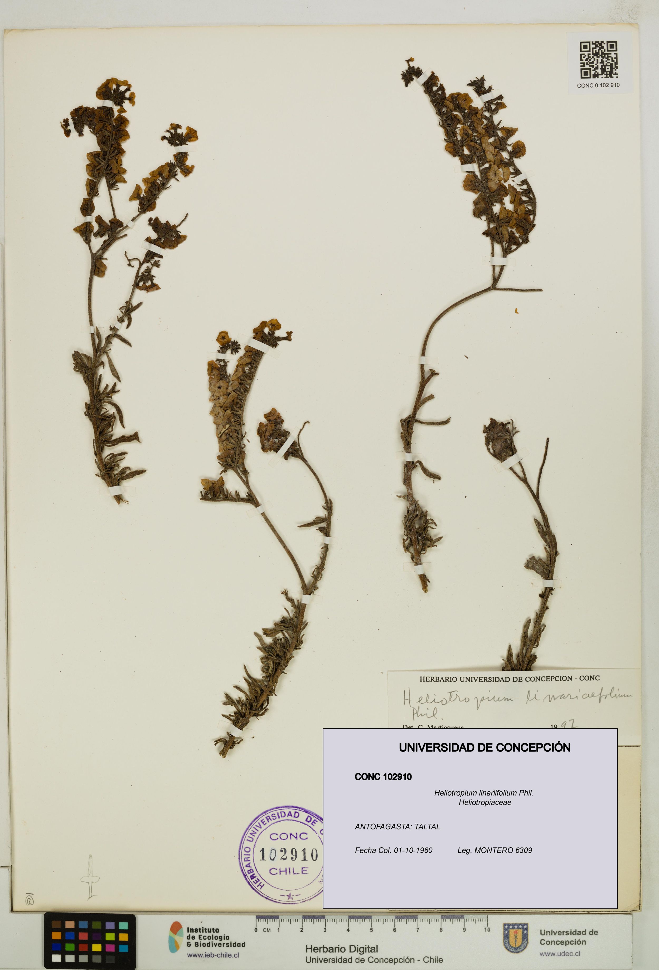 Heliotropium linariifolium [Espécimen: ]