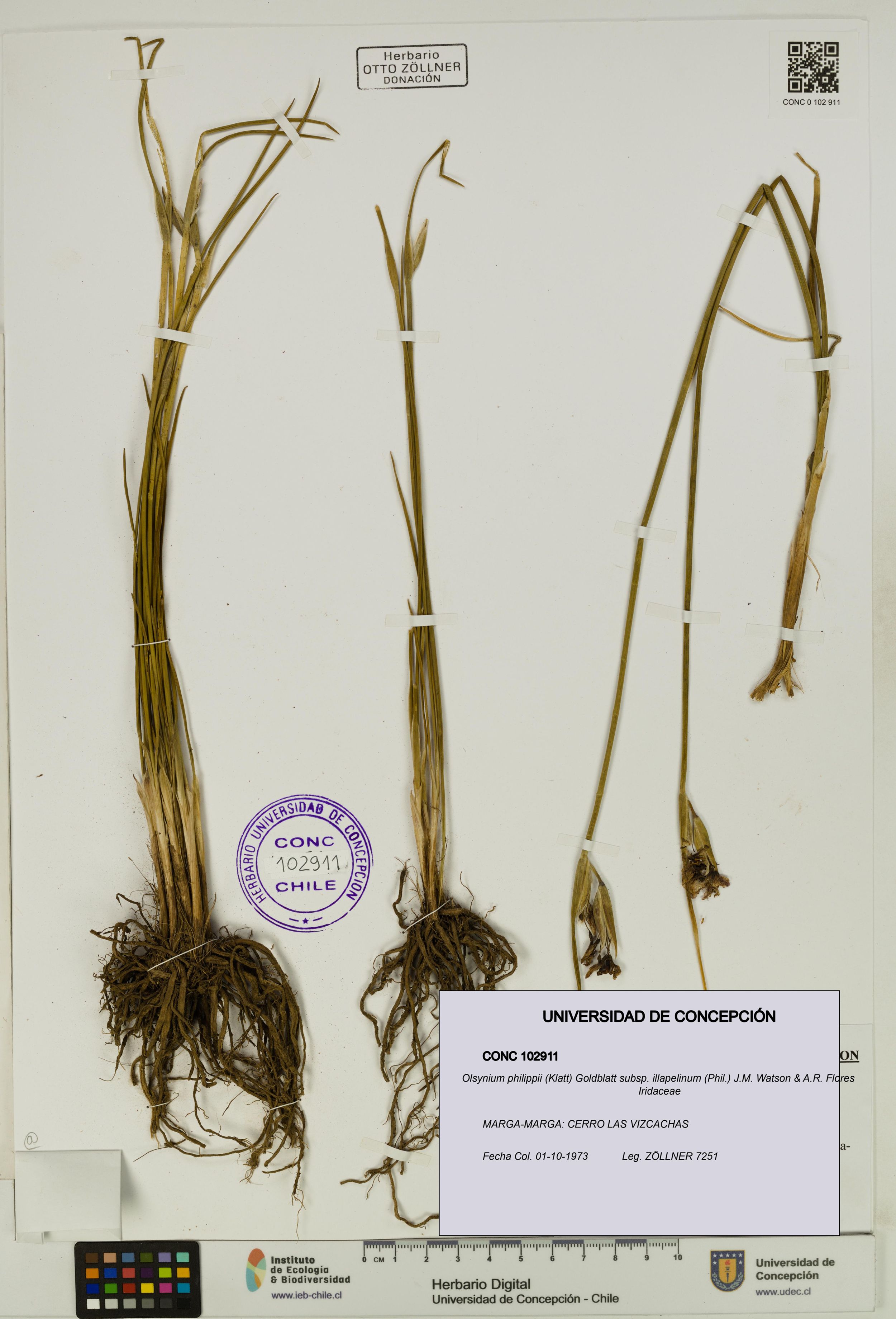 Olsynium philippii subsp. illapelinum [Espécimen: ]