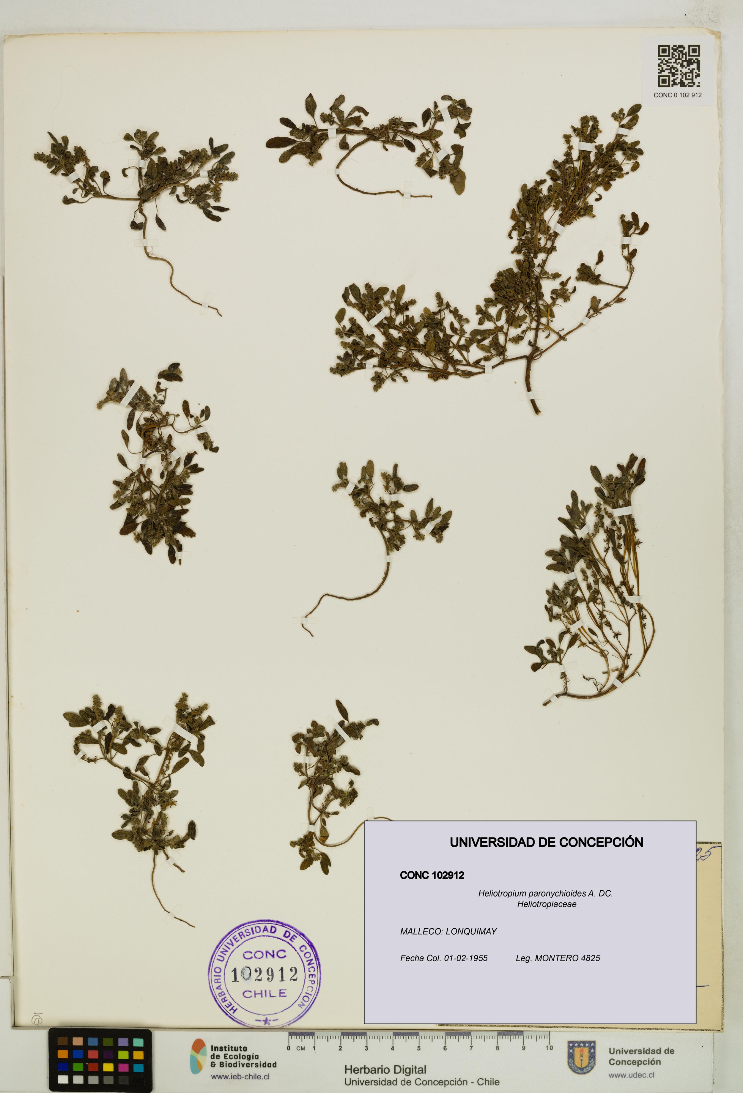 Heliotropium paronychioides [Espécimen: ]