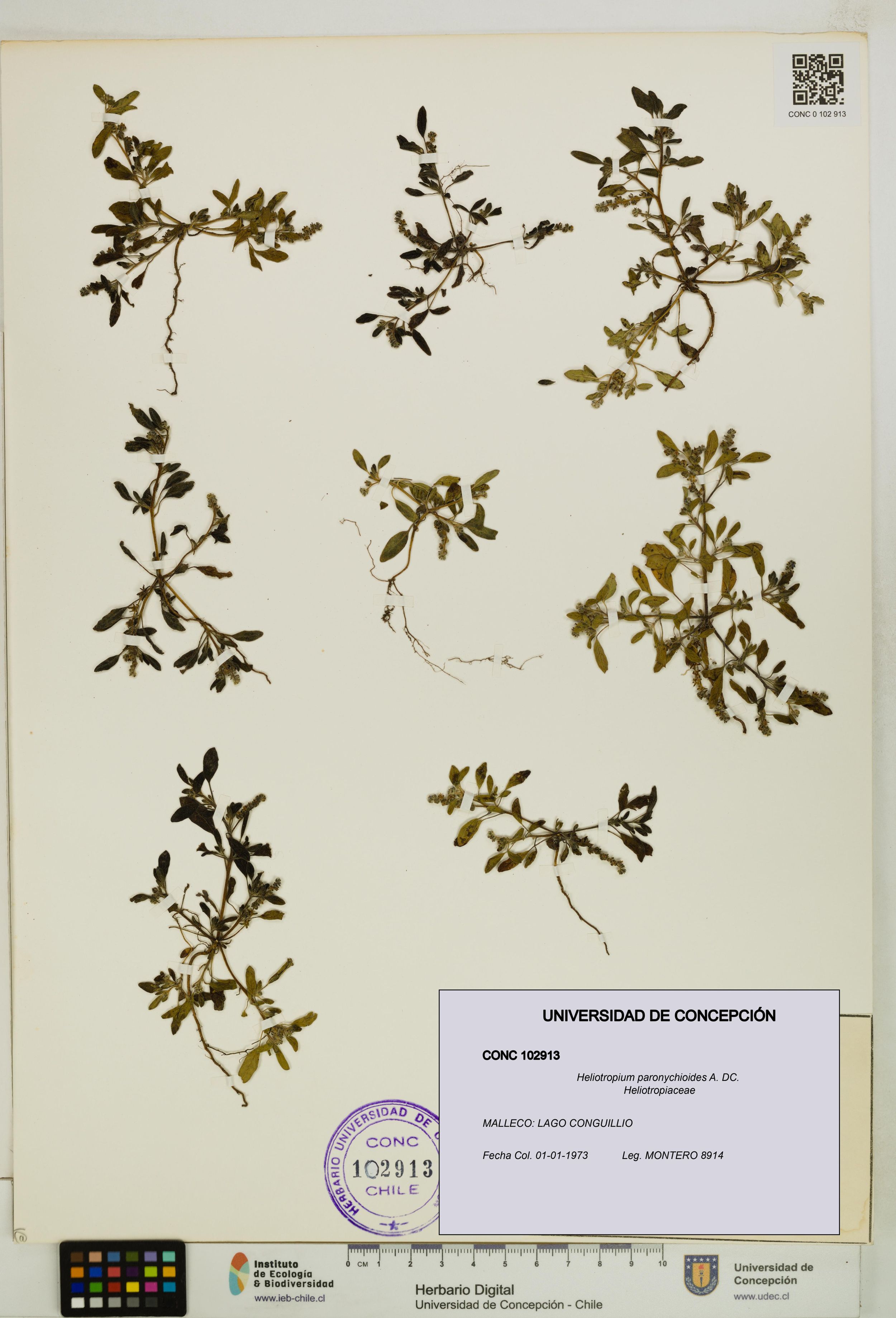Heliotropium paronychioides [Espécimen: ]