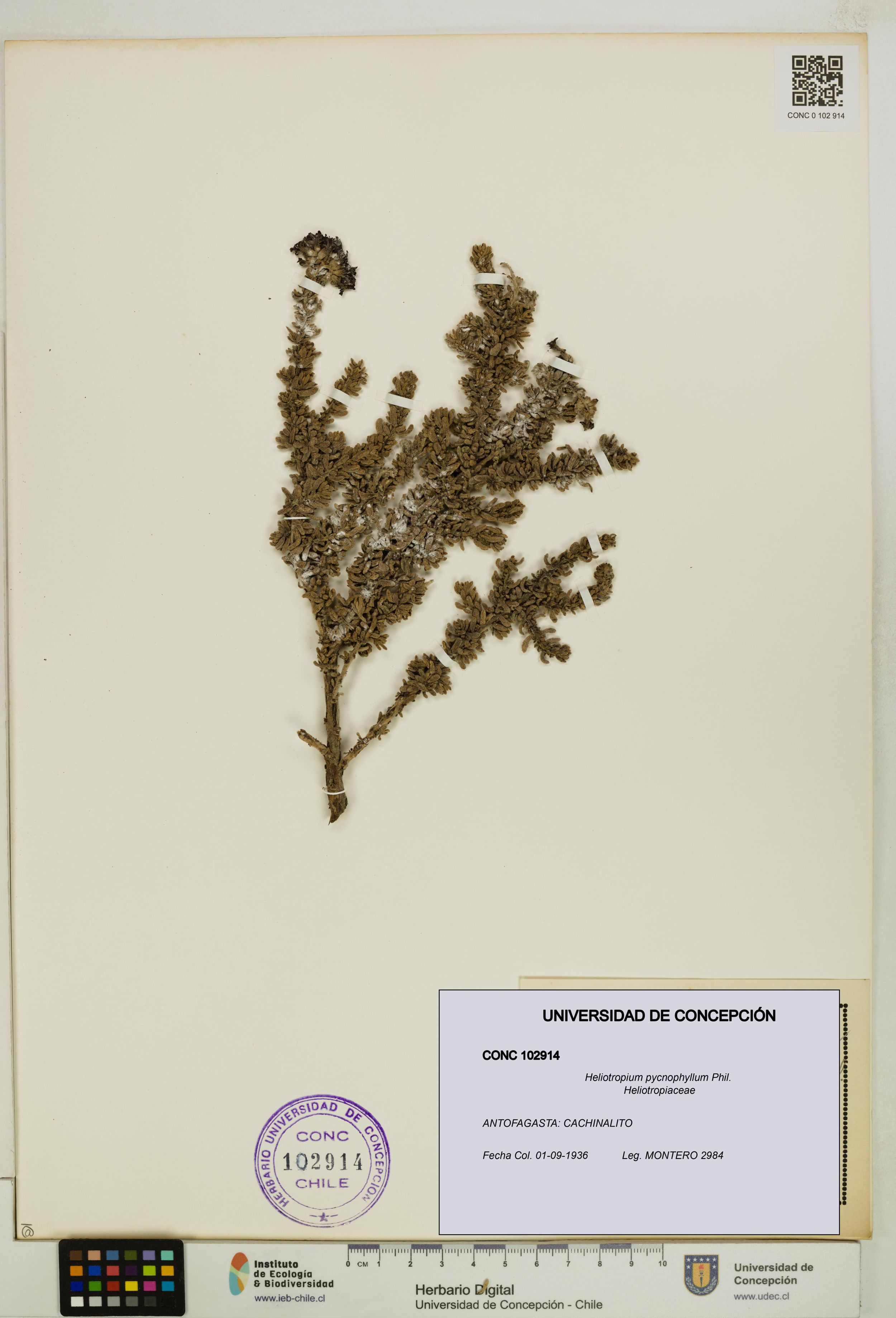Heliotropium pycnophyllum [Espécimen: ]