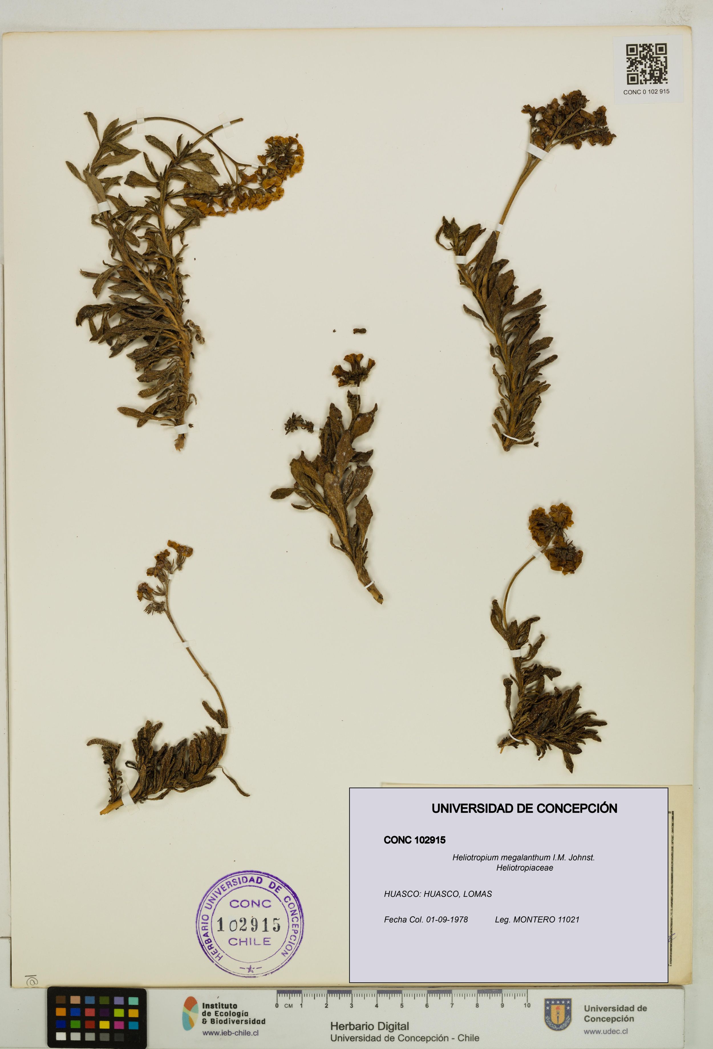 Heliotropium megalanthum [Espécimen: ]